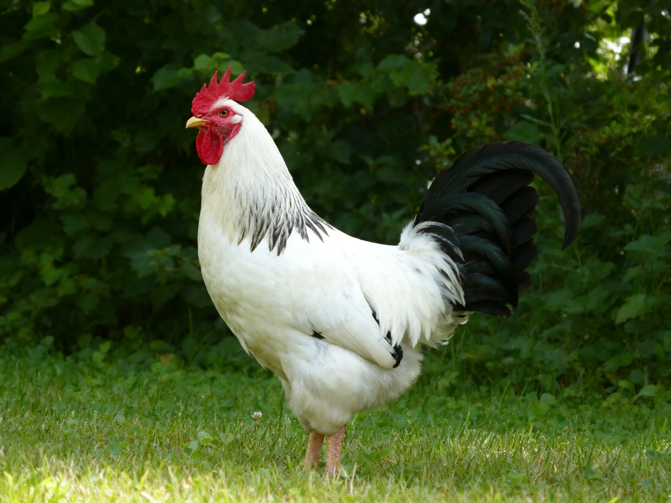 A white rooster with black tail stands on lush green grass