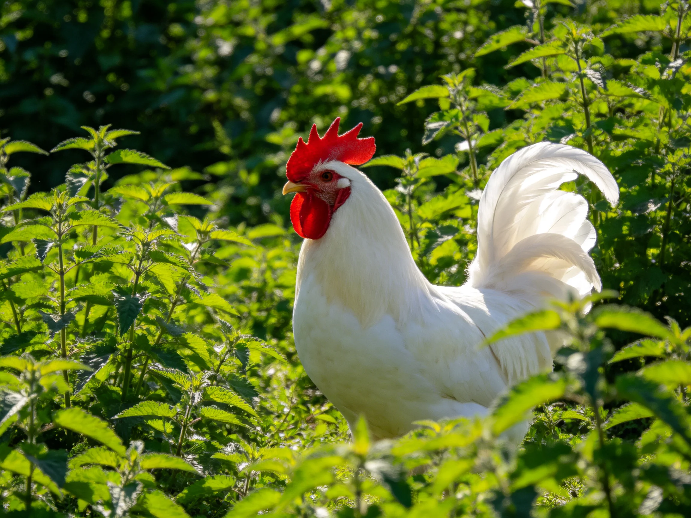A white rooster stands among dense green plants in natural daylight.