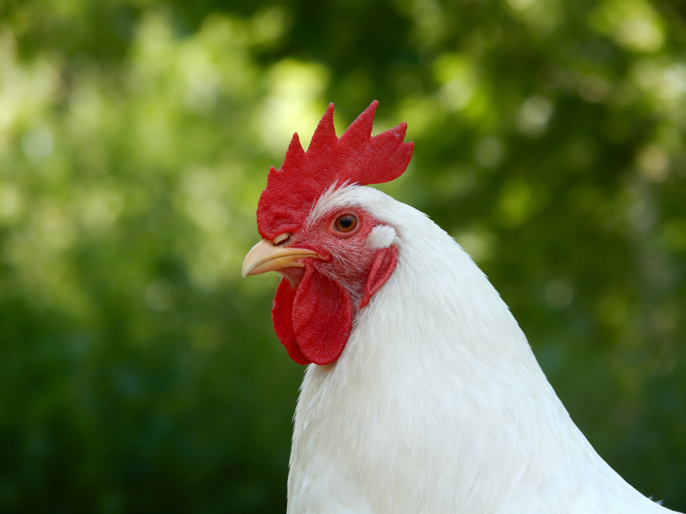 A white rooster with vivid red facial markings is set against a softly focused green backdrop.