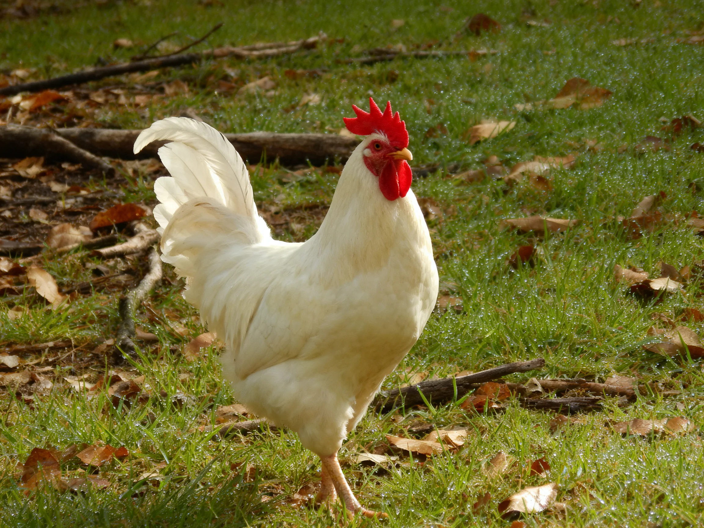 A white rooster with bright red comb on grassy terrain