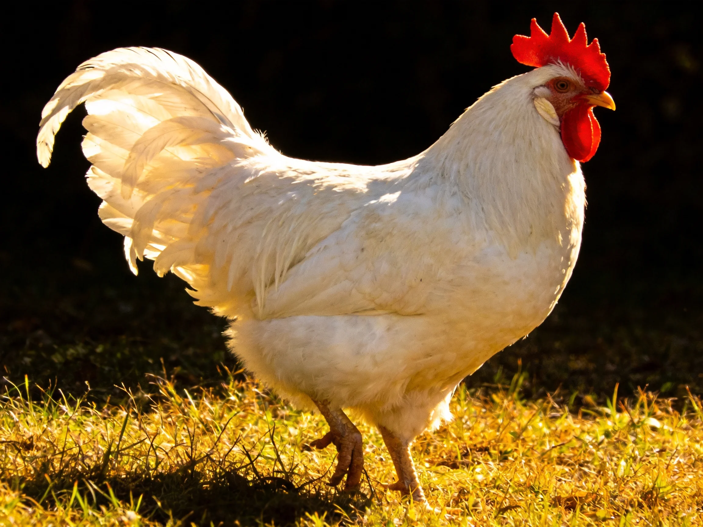 A white rooster with a bright red comb walks on sunlit grass.