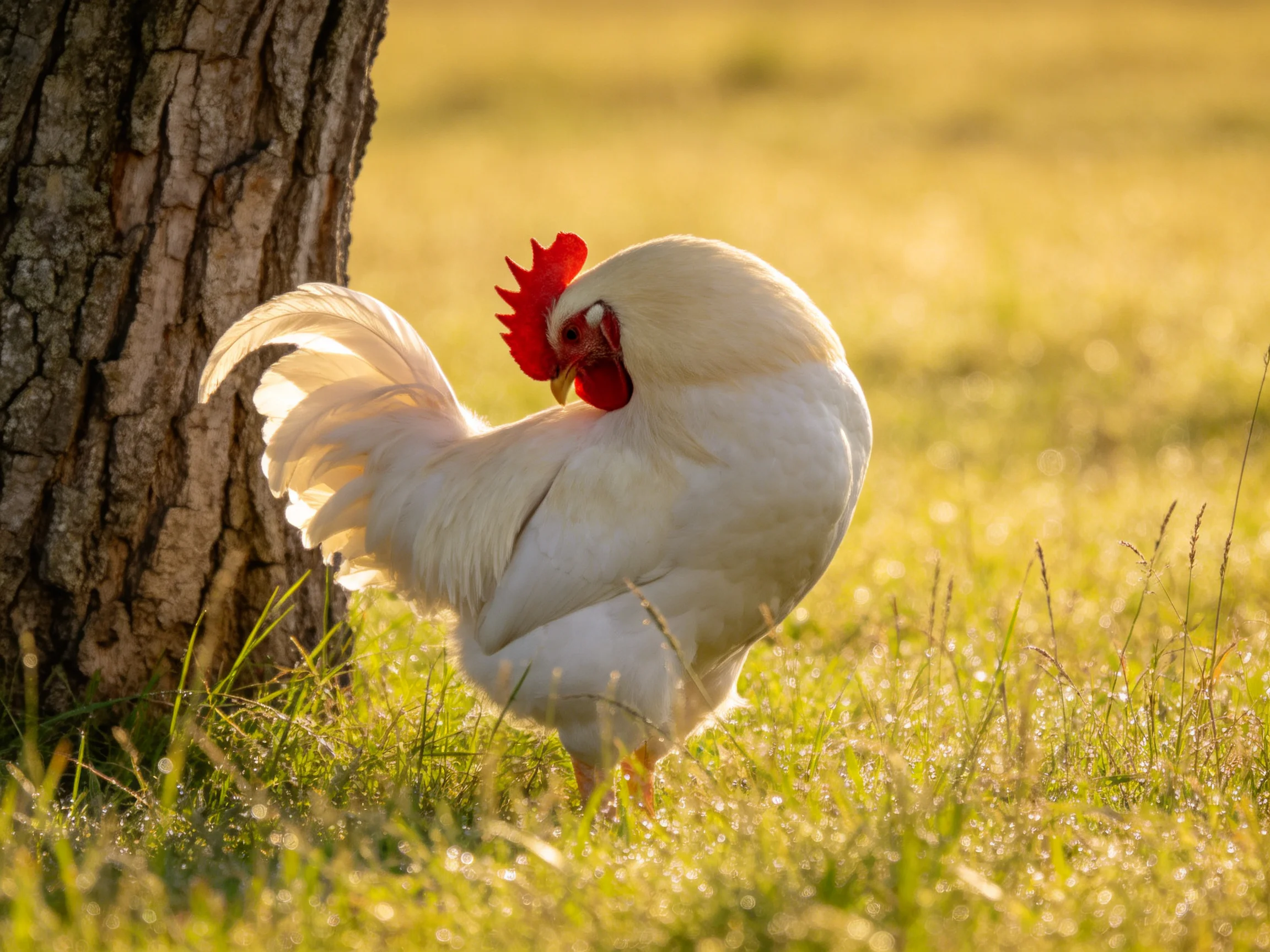 A white rooster preens beside a tree in a sunlit grassy area.