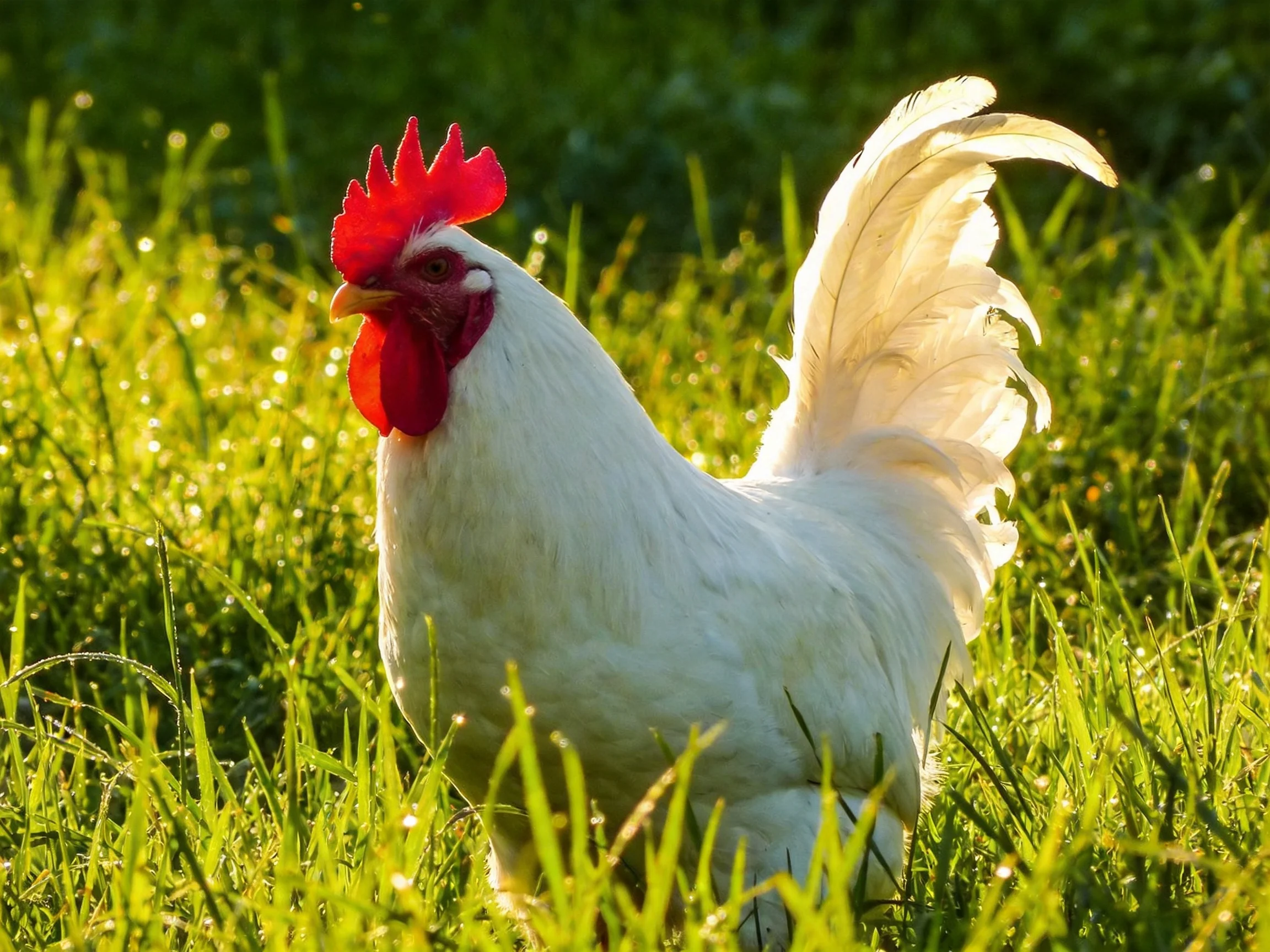 A white rooster with vibrant red comb standing in lush green grass