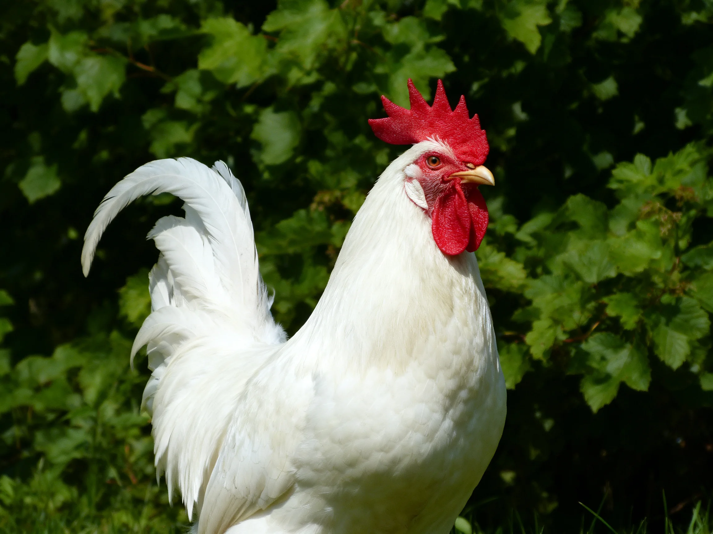 A white rooster with a red comb stands amid lush green vegetation.