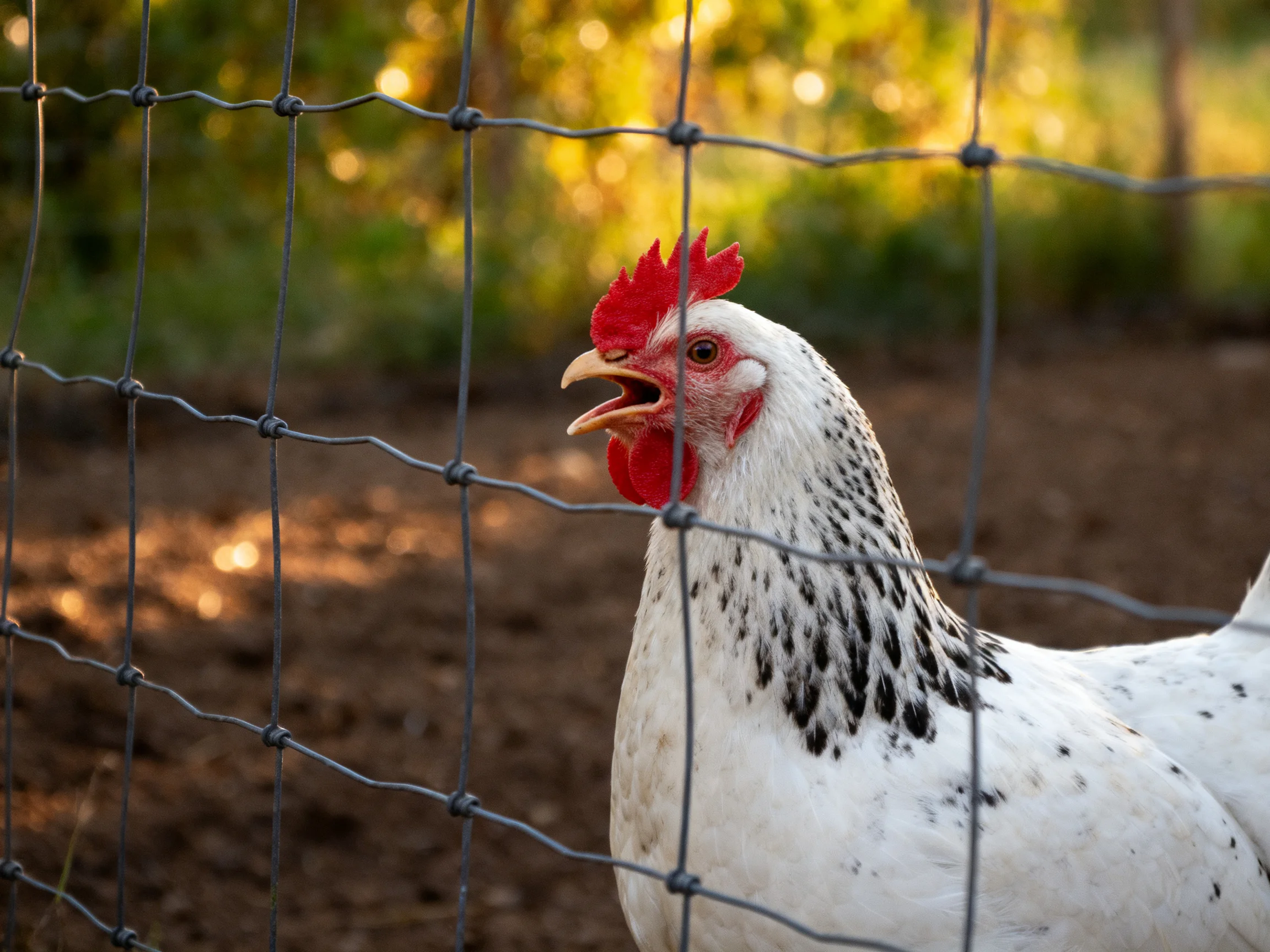 A white-speckled chicken with red comb near a wire fence