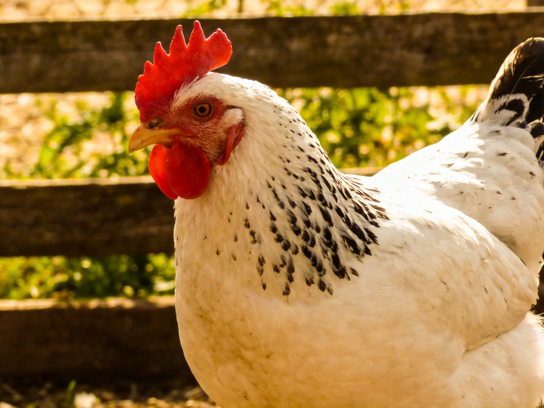 A white speckled chicken with red comb near wooden fence
