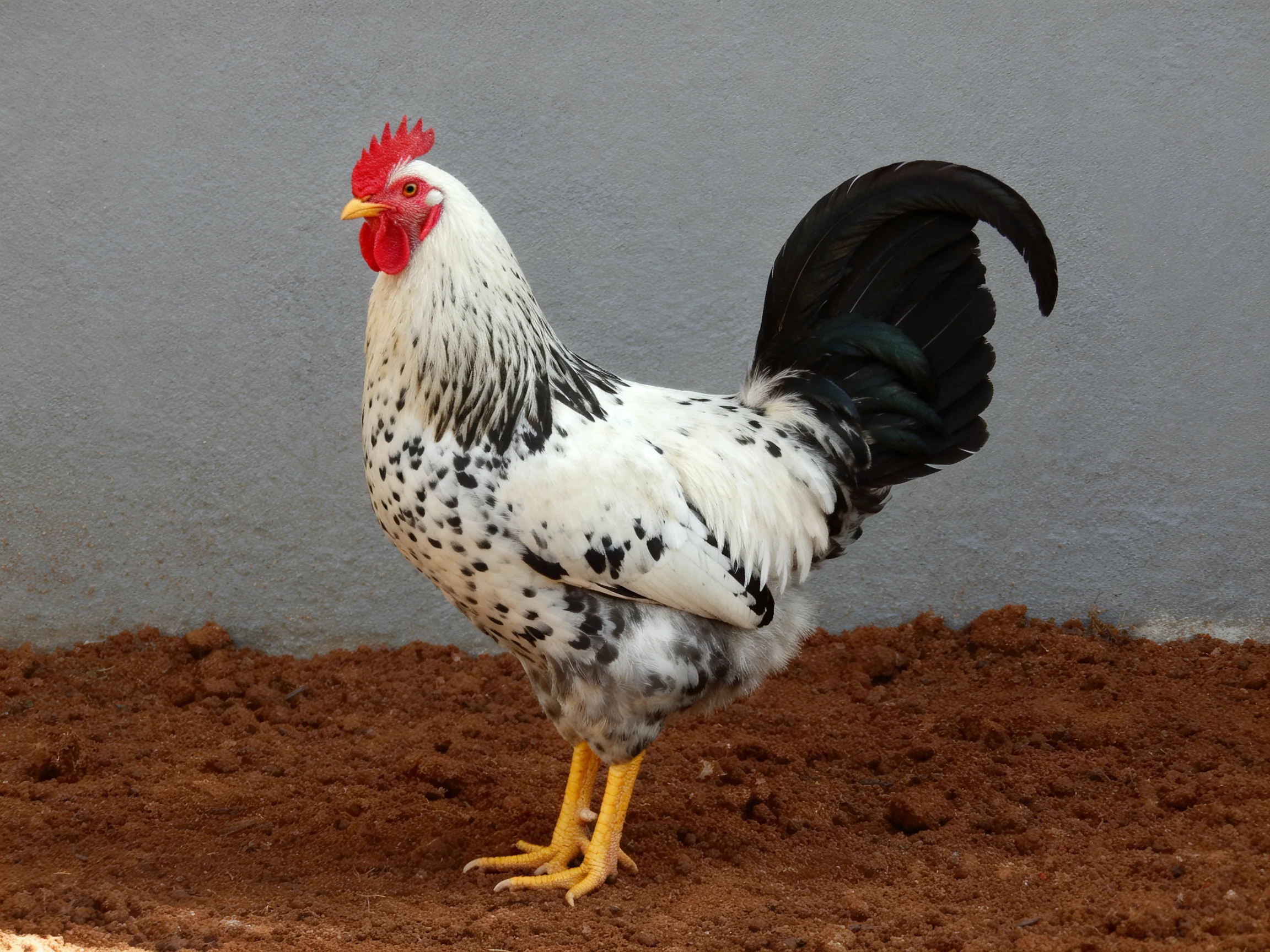 A white-spotted rooster with black tail and red comb stands on brown dirt