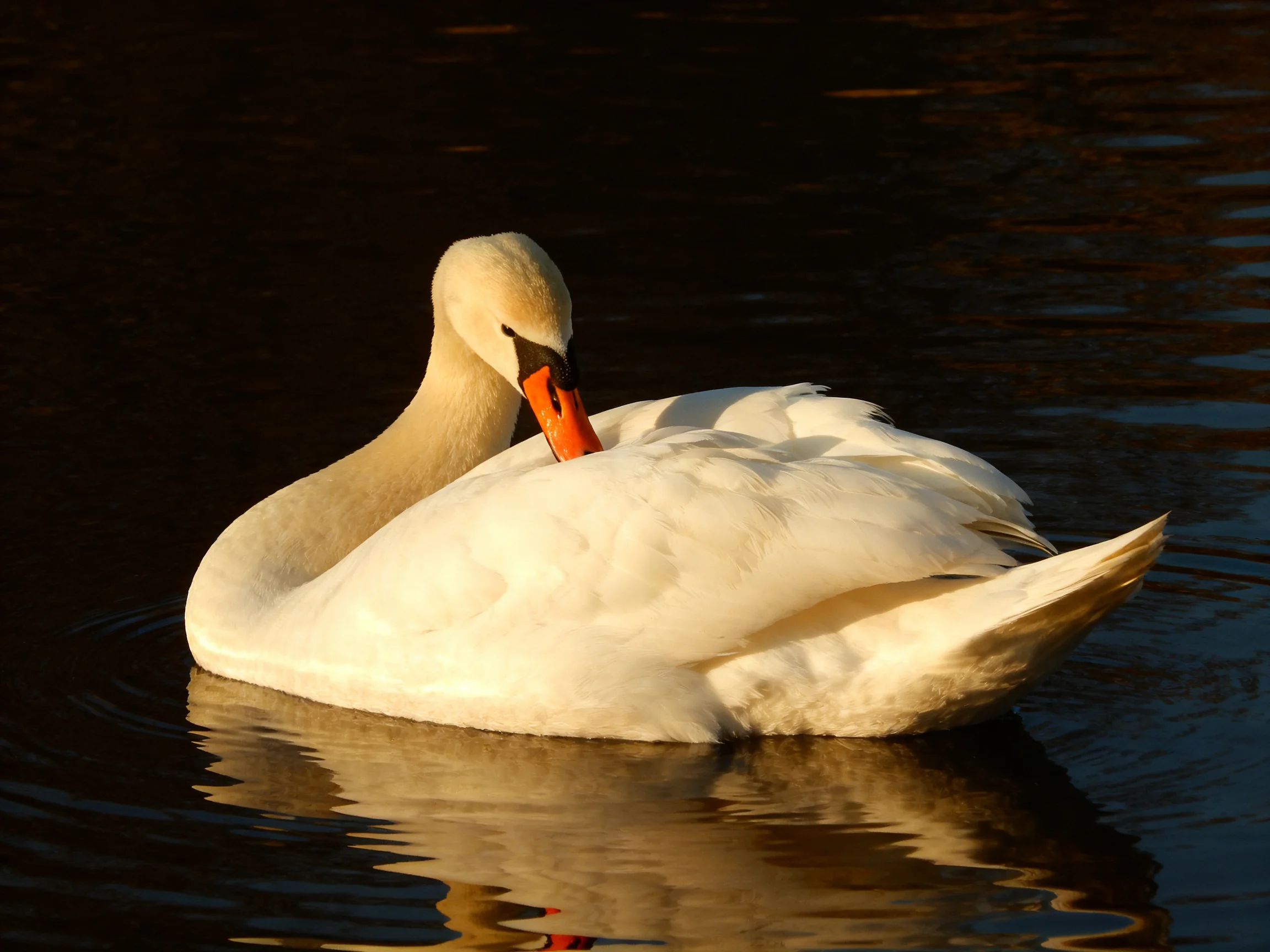 A white swan preening on dark, reflective water