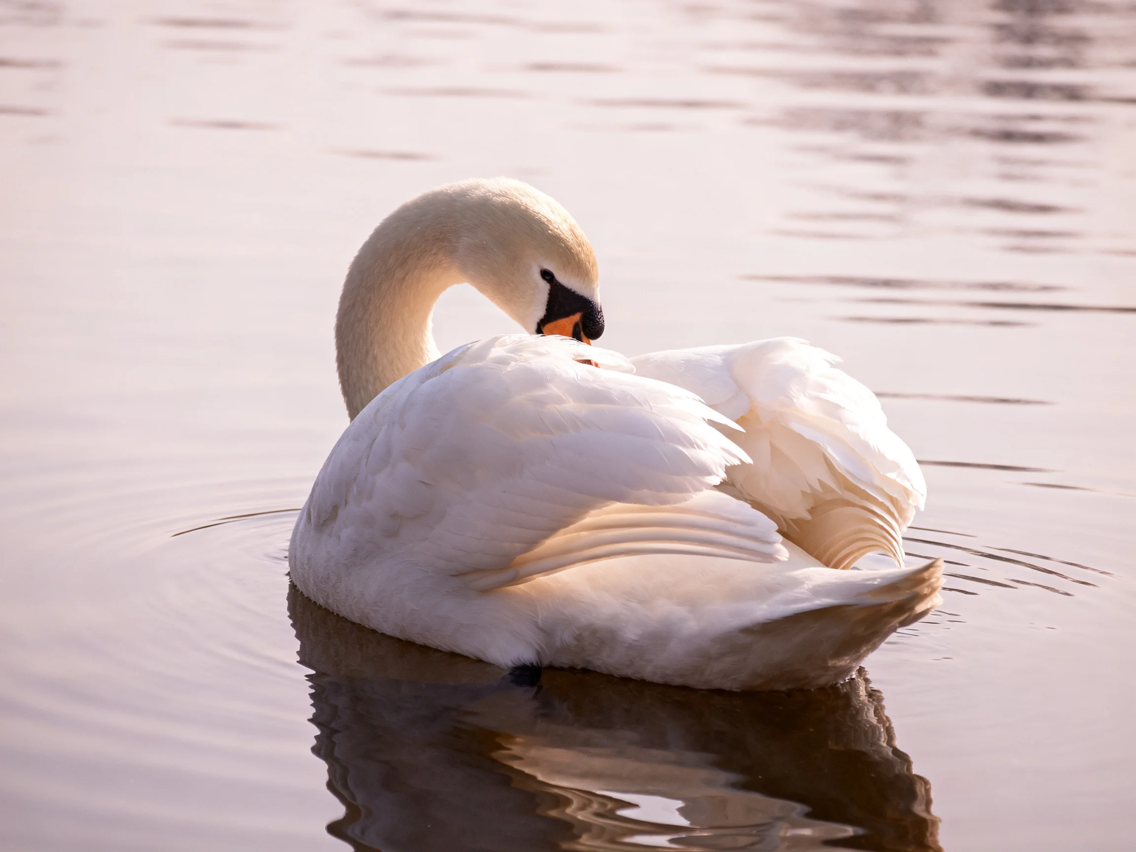 A white swan preening on tranquil water