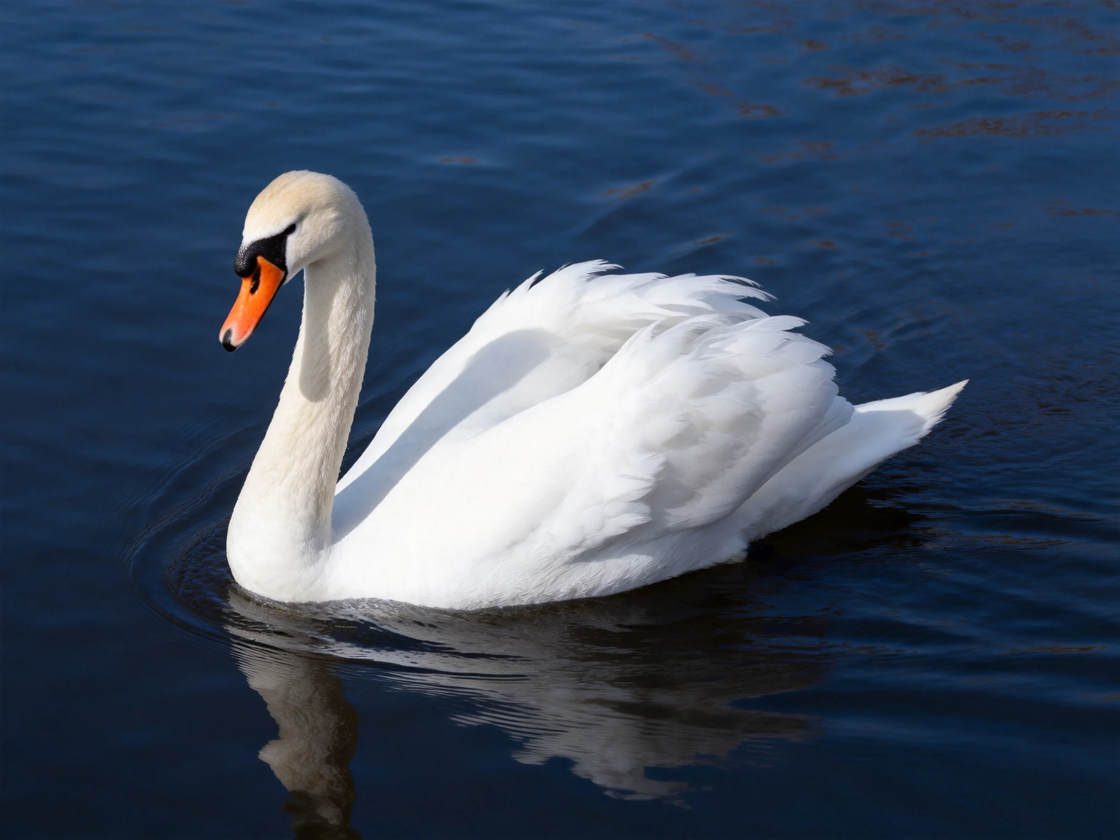 A white swan with an orange beak swims in dark blue water.