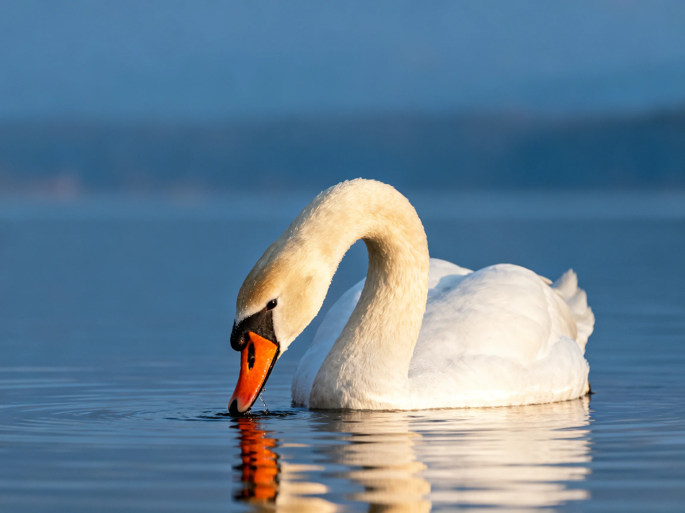 A white swan with an orange beak floats serenely on calm blue water.