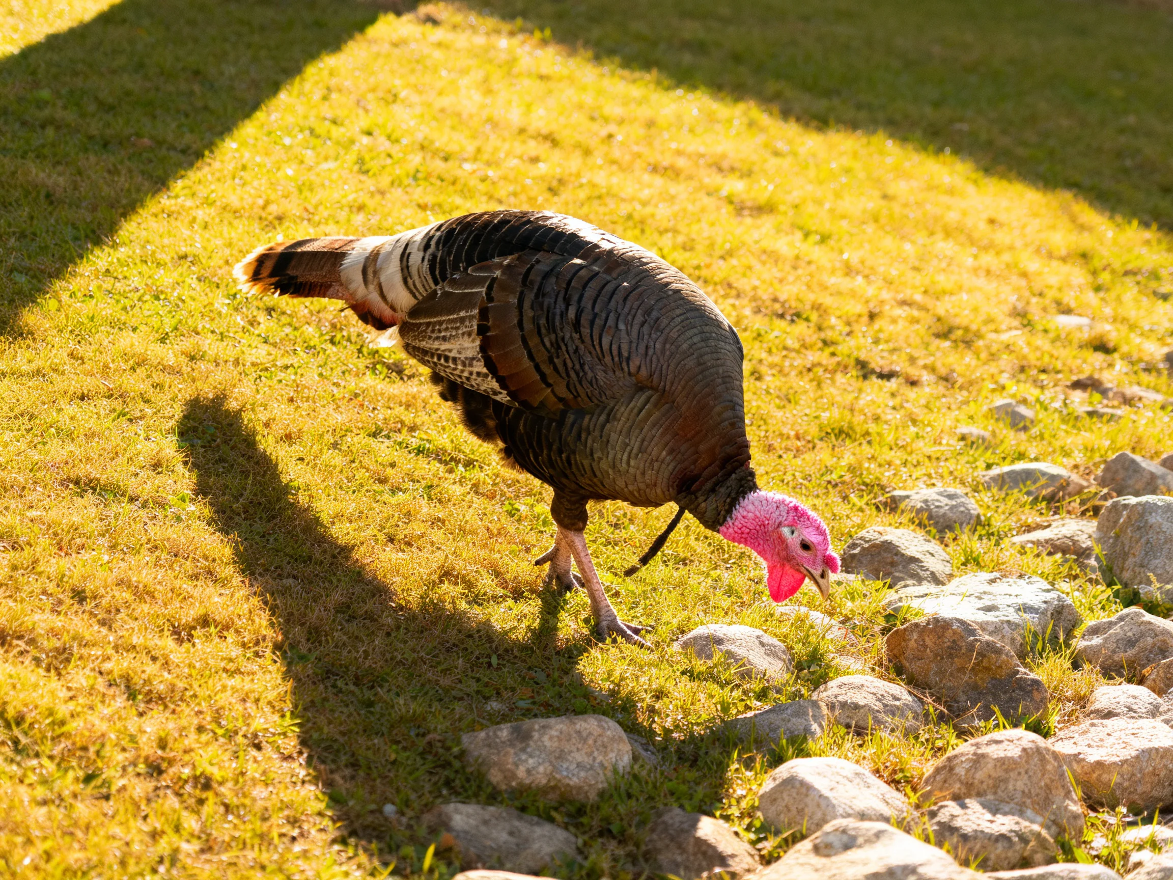 A wild turkey with pink head forages near gray stones on golden grass