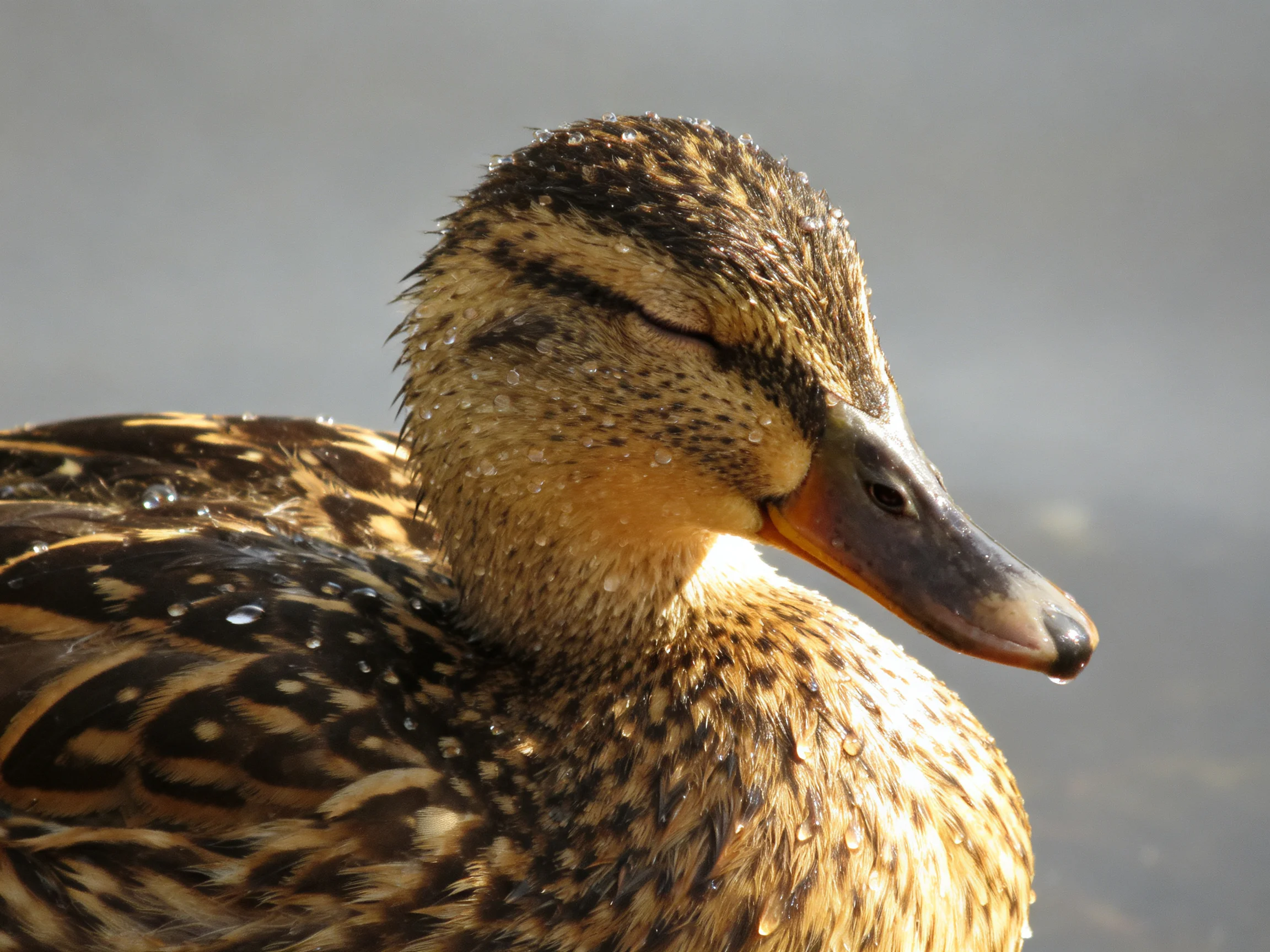 A close - up of a duck with intricate feather patterns near water.
