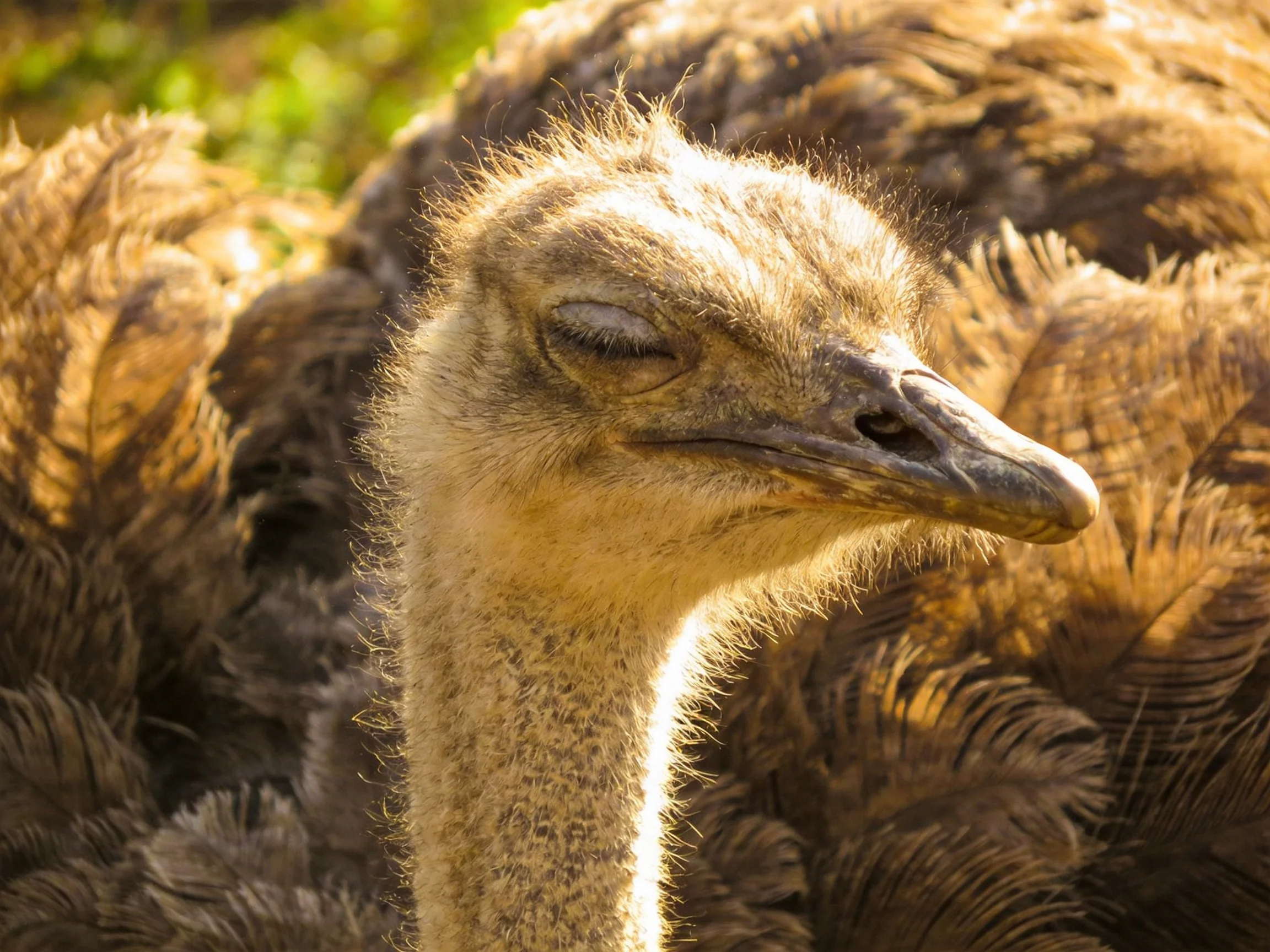 A young ostrich chick resting with closed eyes amid brown plumage