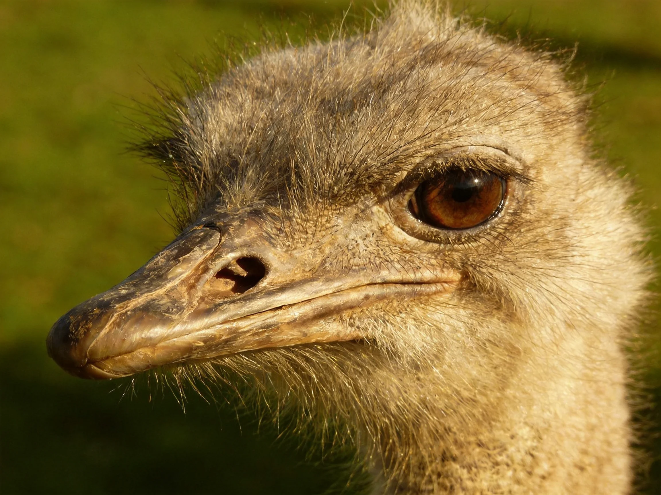 A young ostrich chick with soft brown feathers and large eyes