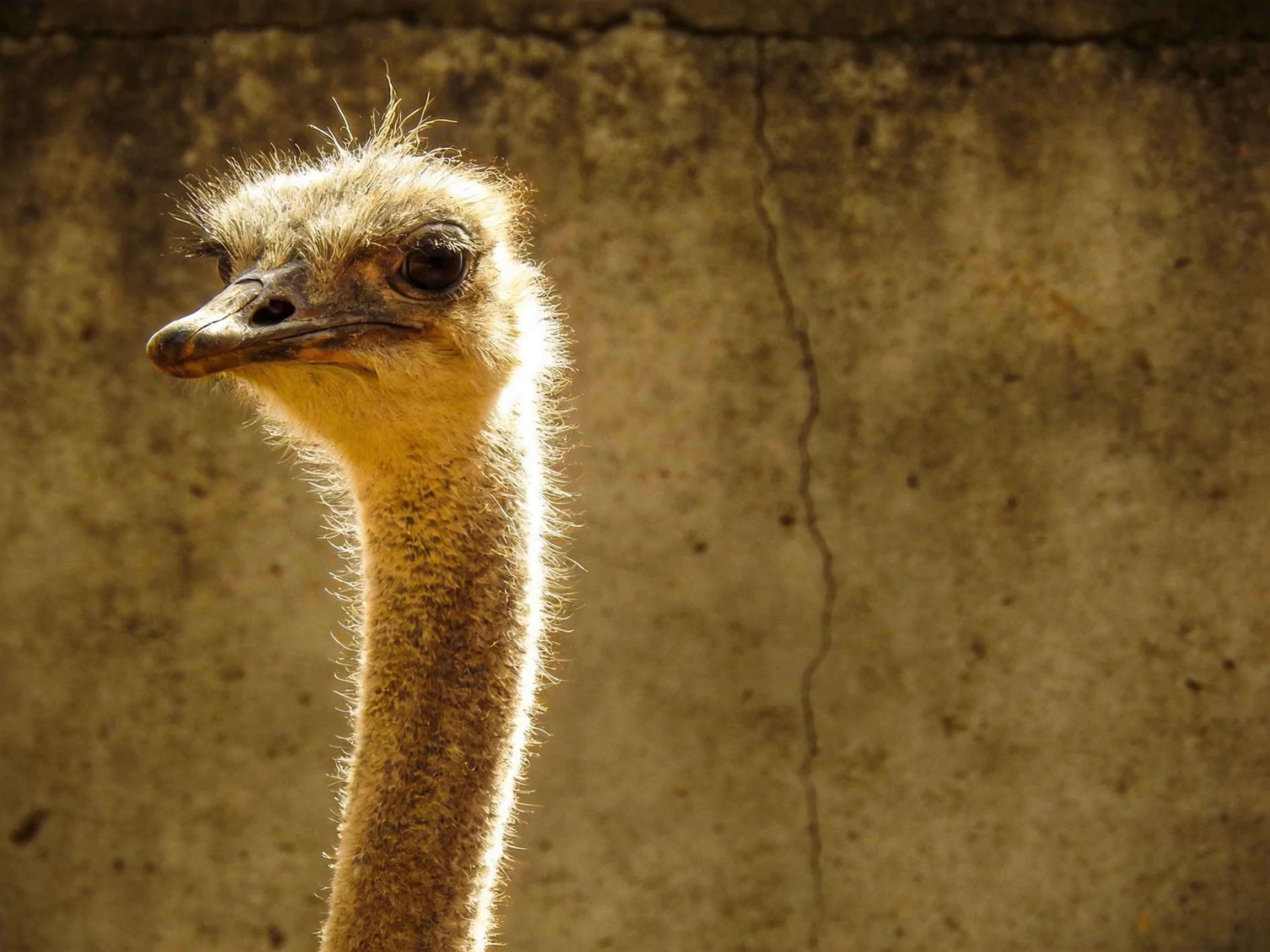 A young ostrich chick with soft downy feathers beside an aged concrete wall