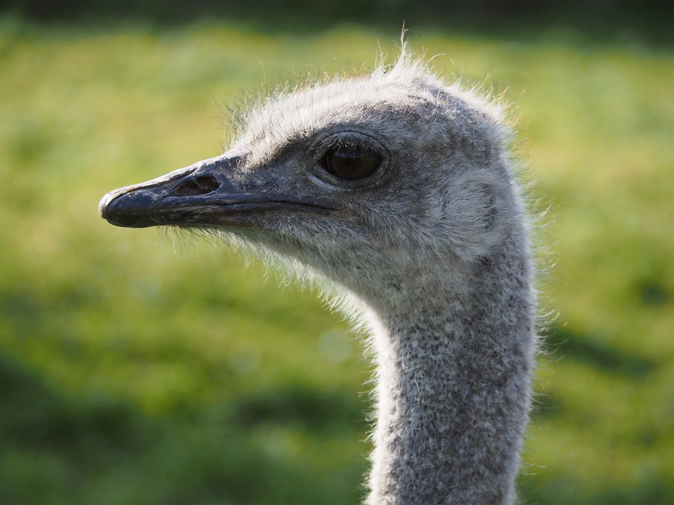 A young ostrich chick with soft gray down feathers against a blurred green backdrop