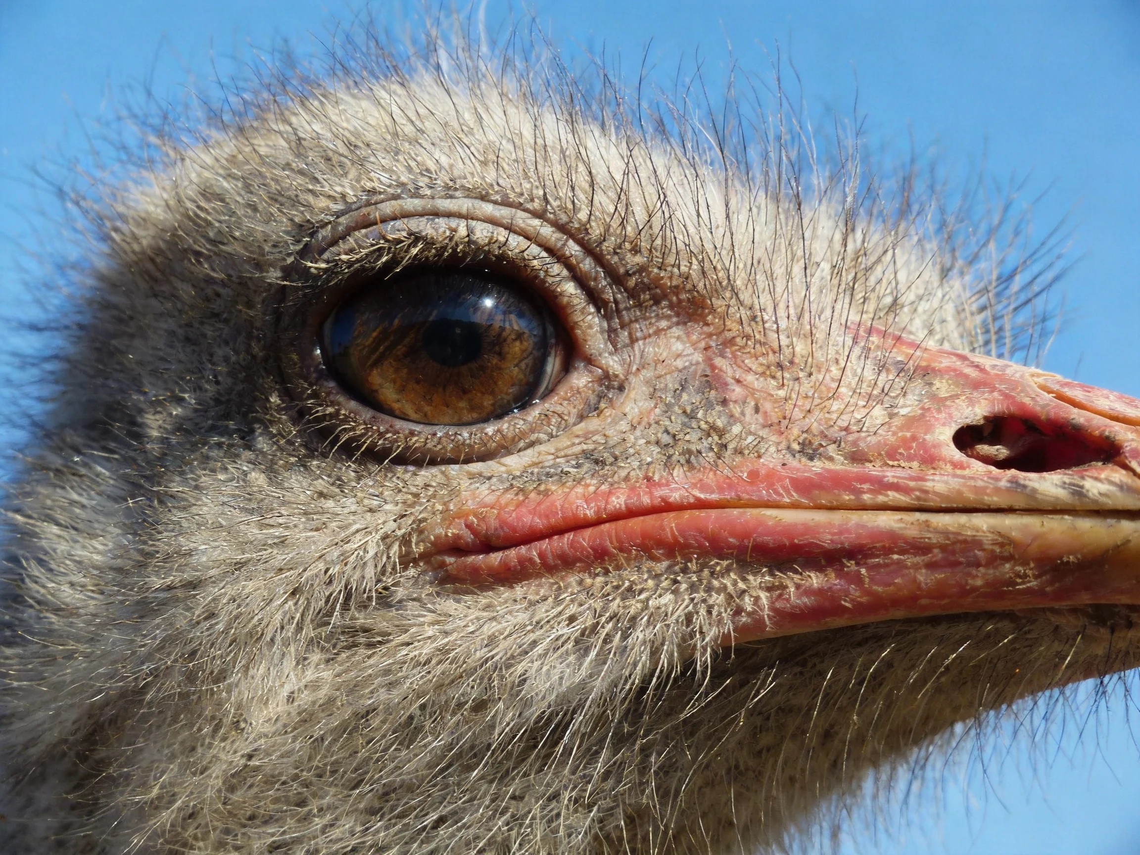 A young ostrich chick’s face with large brown eye and pink beak
