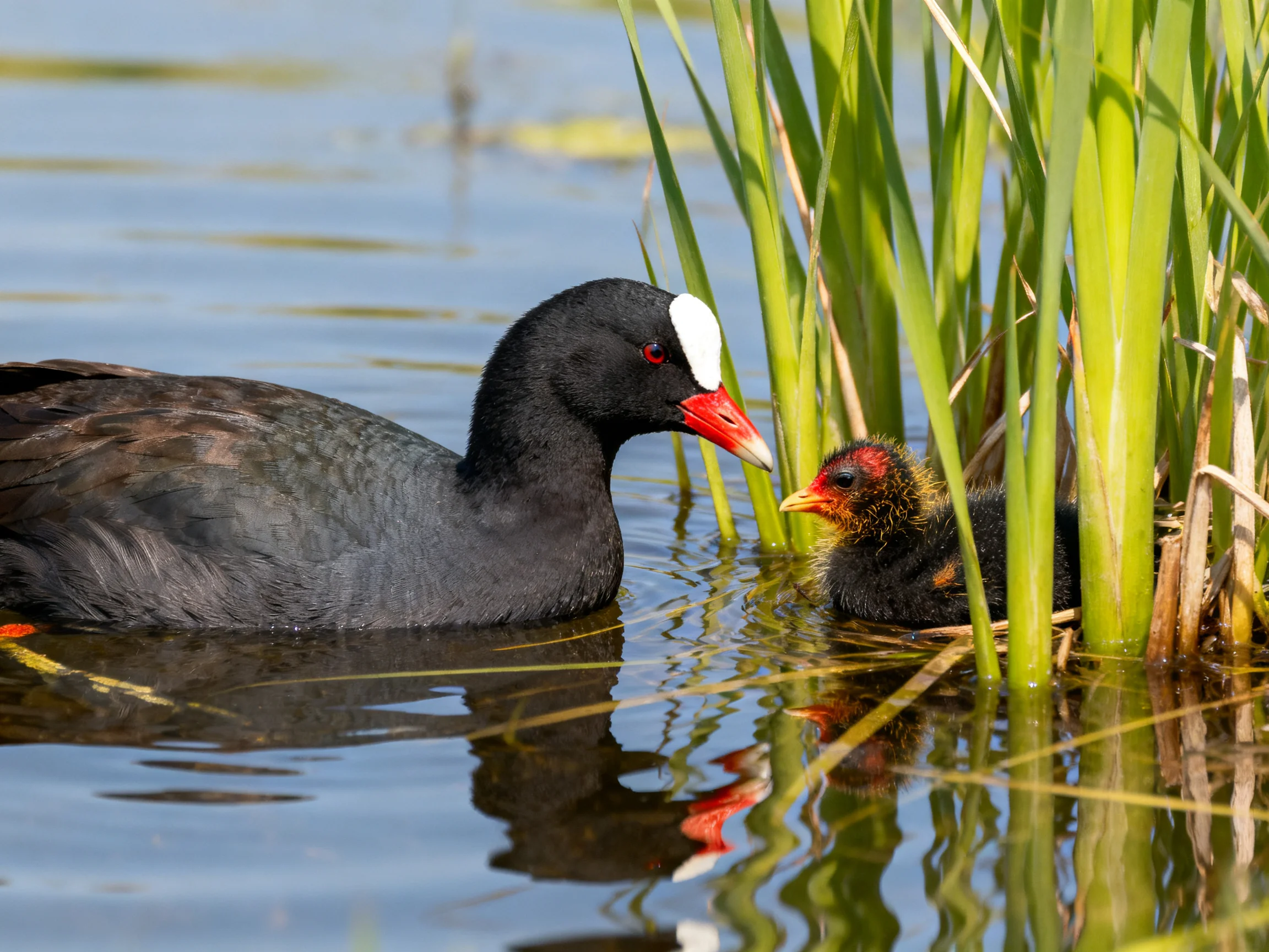 An adult coot and chick near tall green reeds in calm water