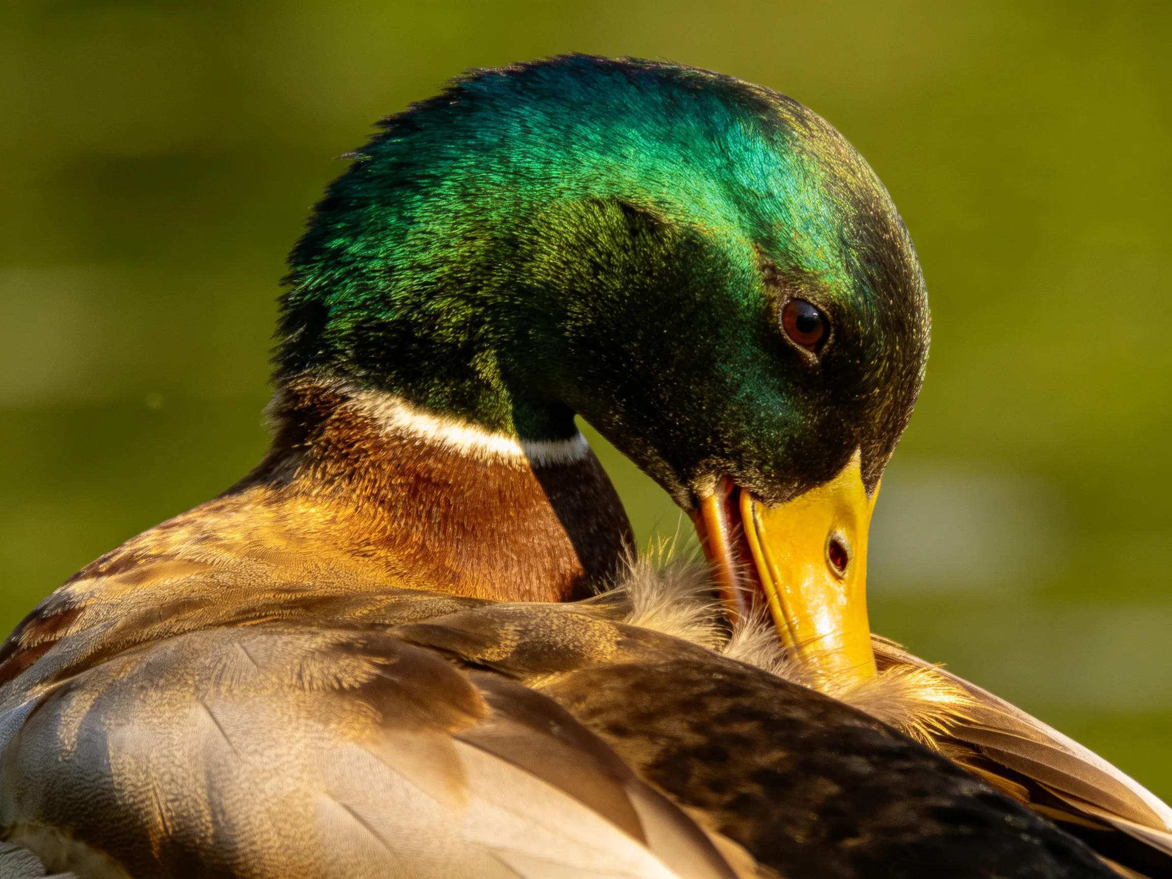 An adult mallard duck with iridescent green head preening near a green backdrop