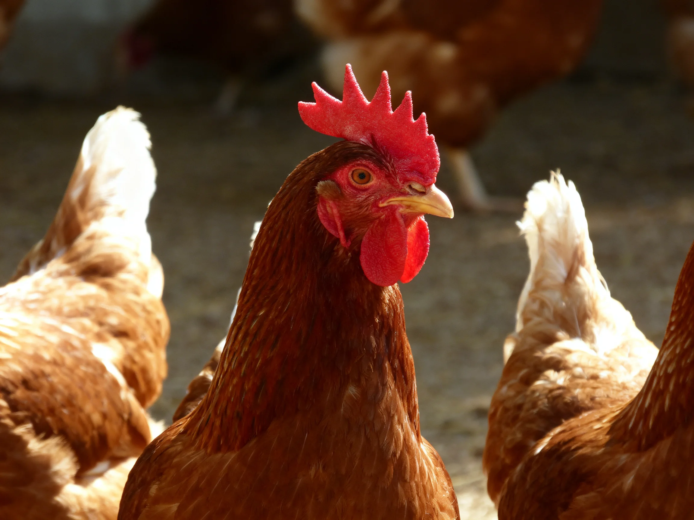 Areddish-brown hen with a vibrant red comb among several chickens
