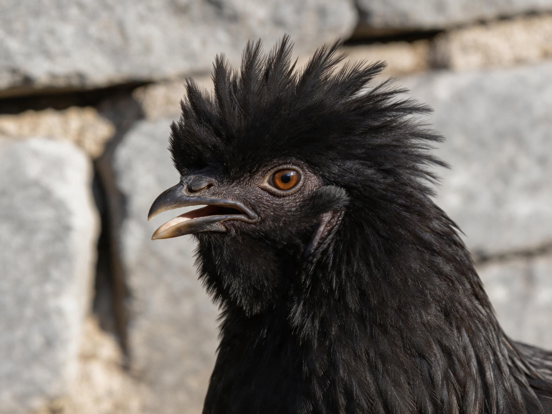 Black Polish Chicken with Distinctive Spiky Crest Against Stone Wall