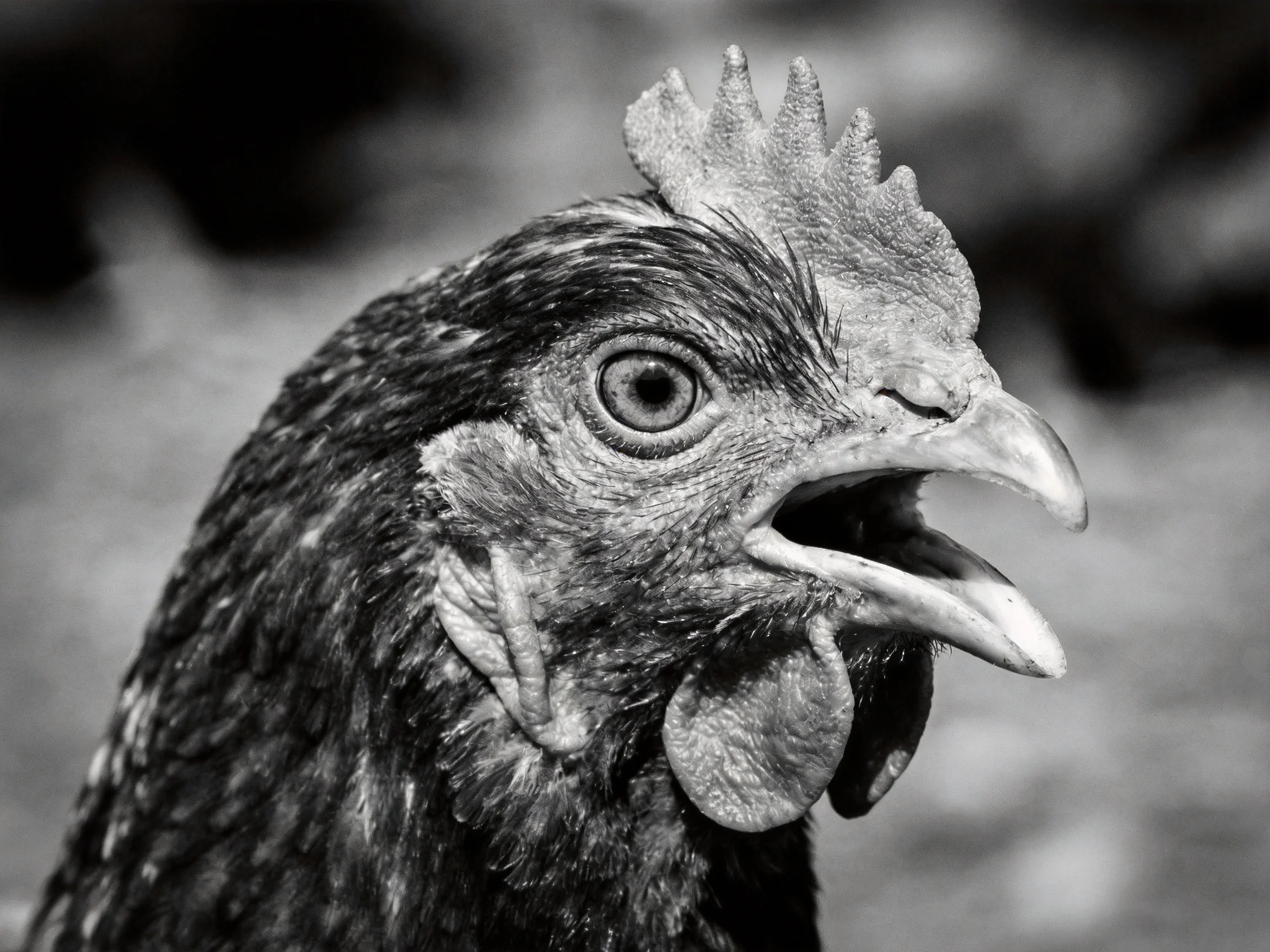 Black and white close - up of a chicken with open beak and textured plumage