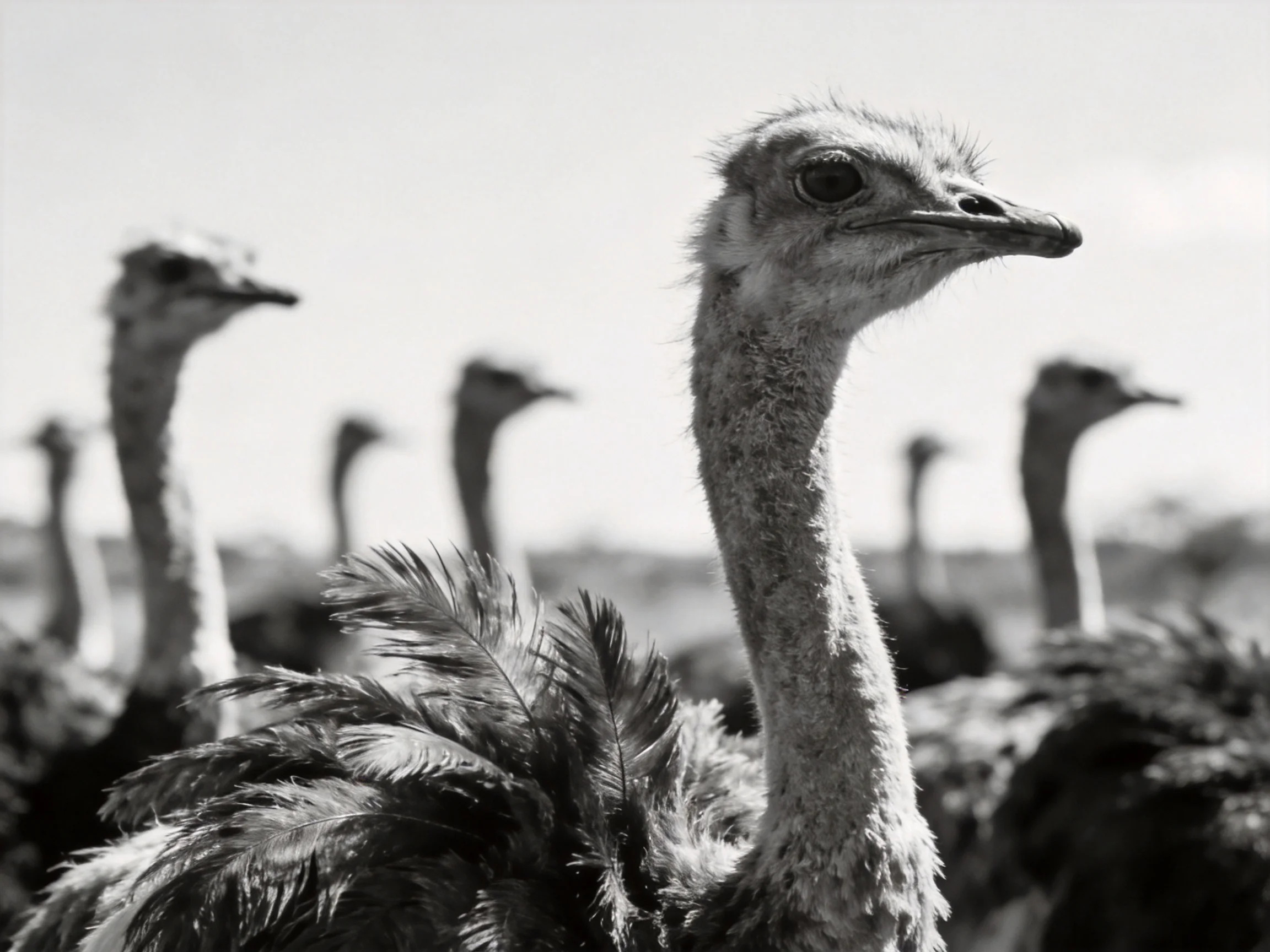 Black-and-white close-up of a group of ostriches with a prominent foreground bird