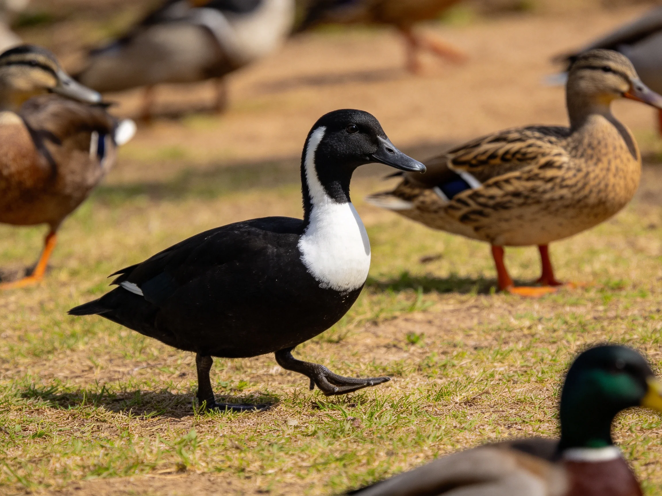 Black-and-white duck among brown-feathered ducks on a grassy area