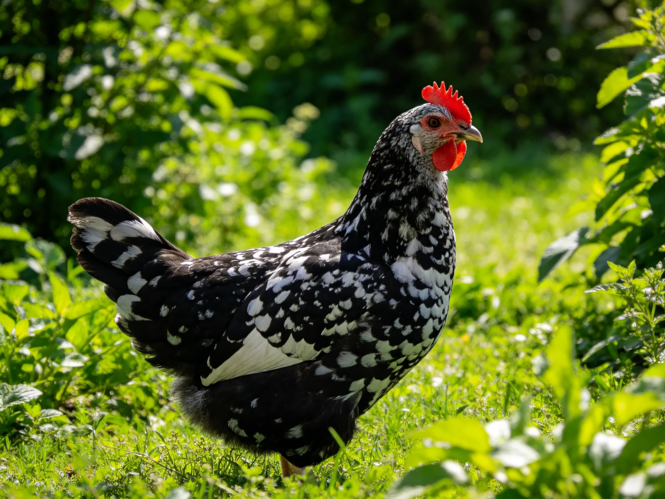Black and white speckled chicken with red comb in sunlit greenery