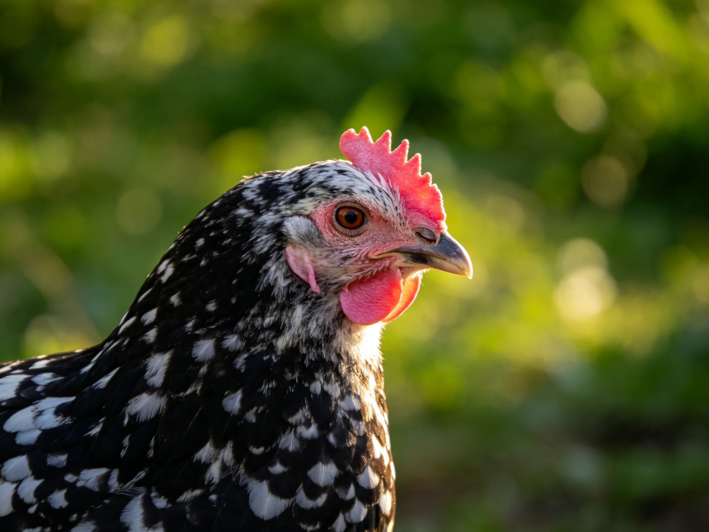 Black and white speckled chicken with vibrant red comb in sunlit greenery