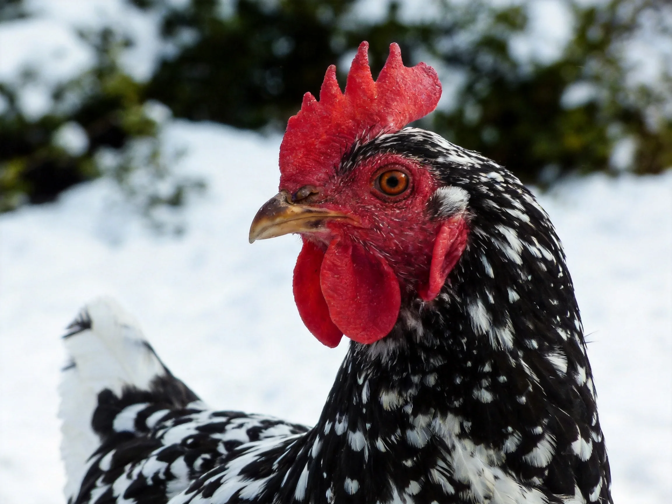 Black and white speckled rooster with vibrant red comb in snow