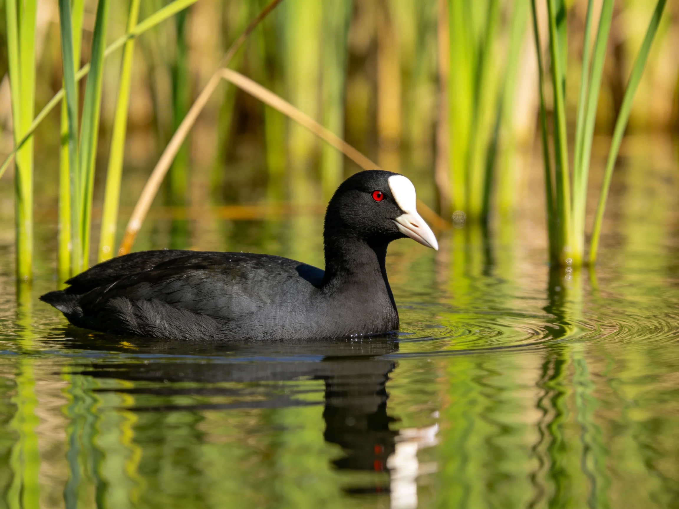 Black bird with white facial patch swims in calm water near tall green reeds