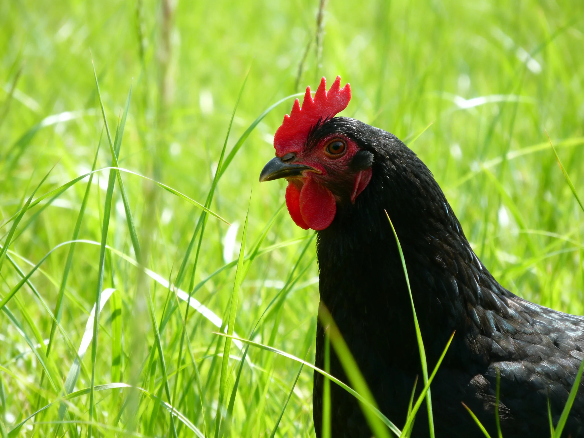 A black chicken with red facial features is amid tall green grass.