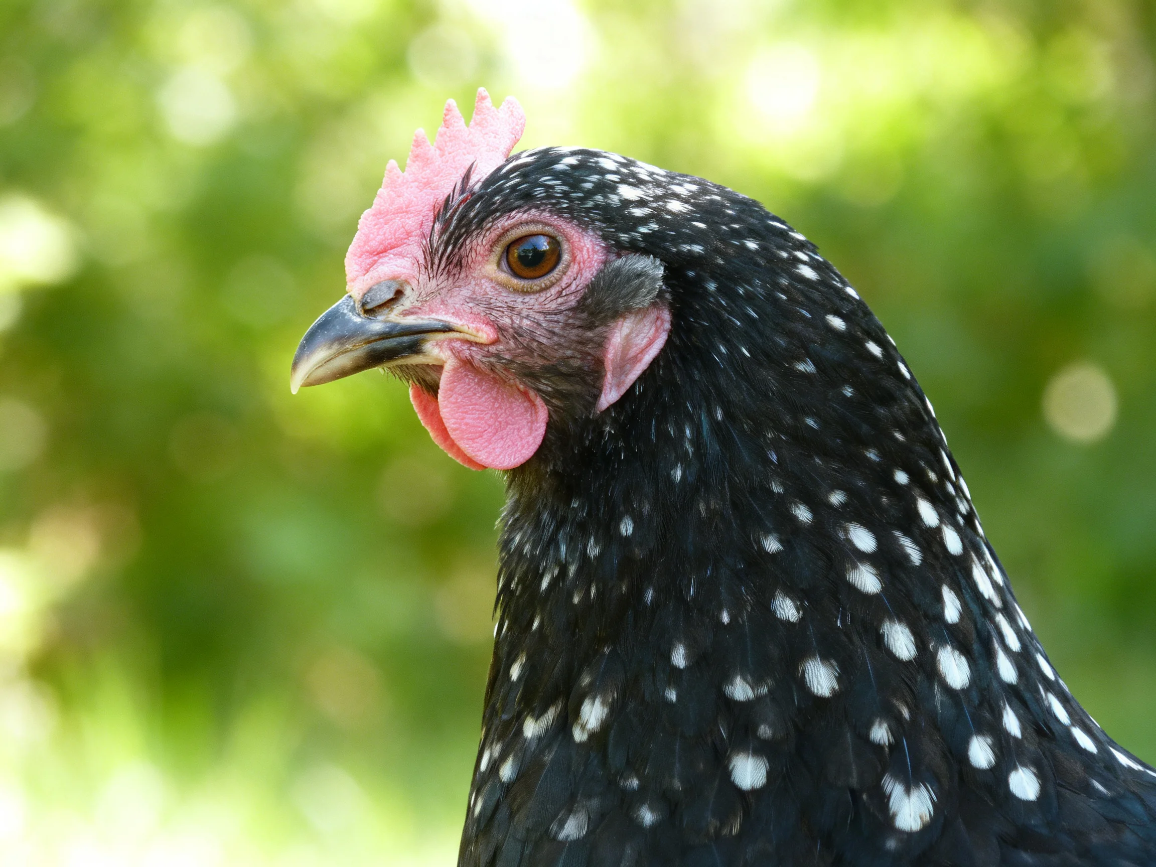 Black chicken with white spots, pink comb, and wattle in natural light