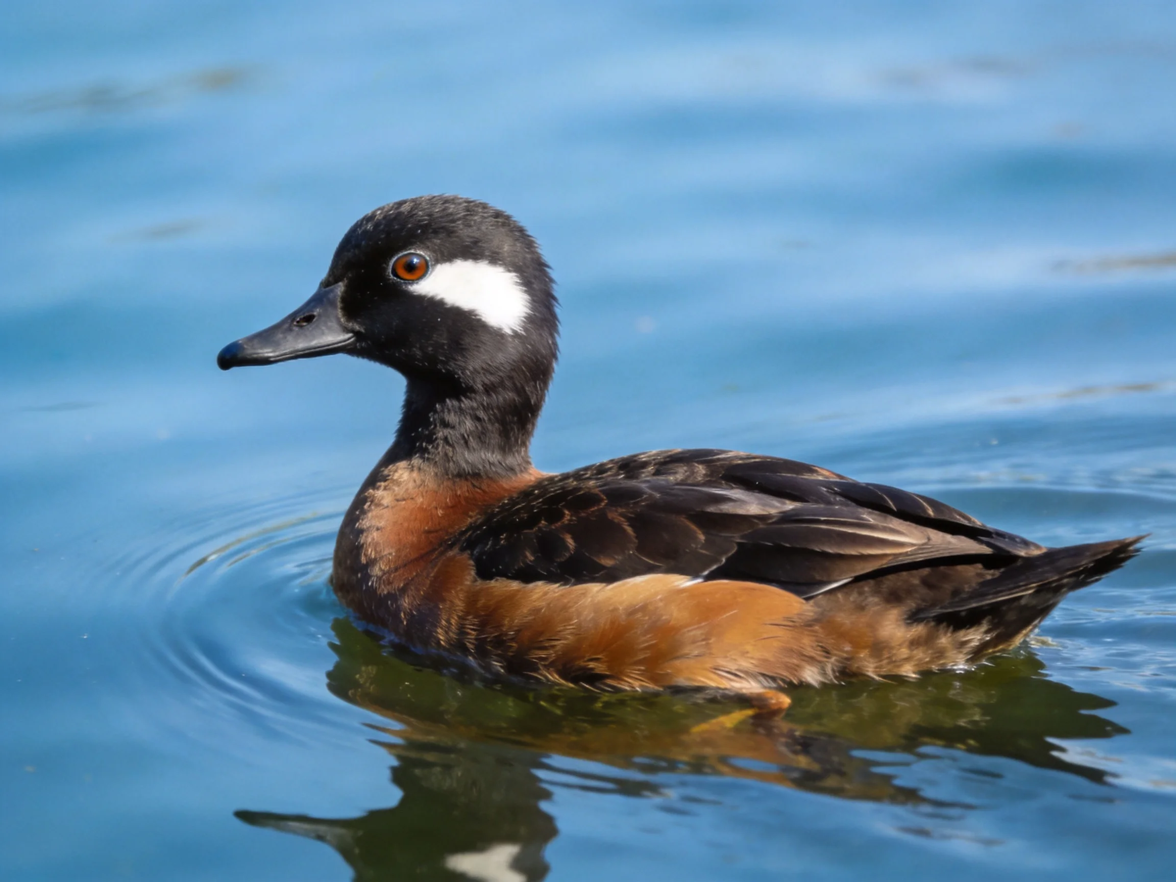 Black-headed duck with white facial marking swimming in clear blue water
