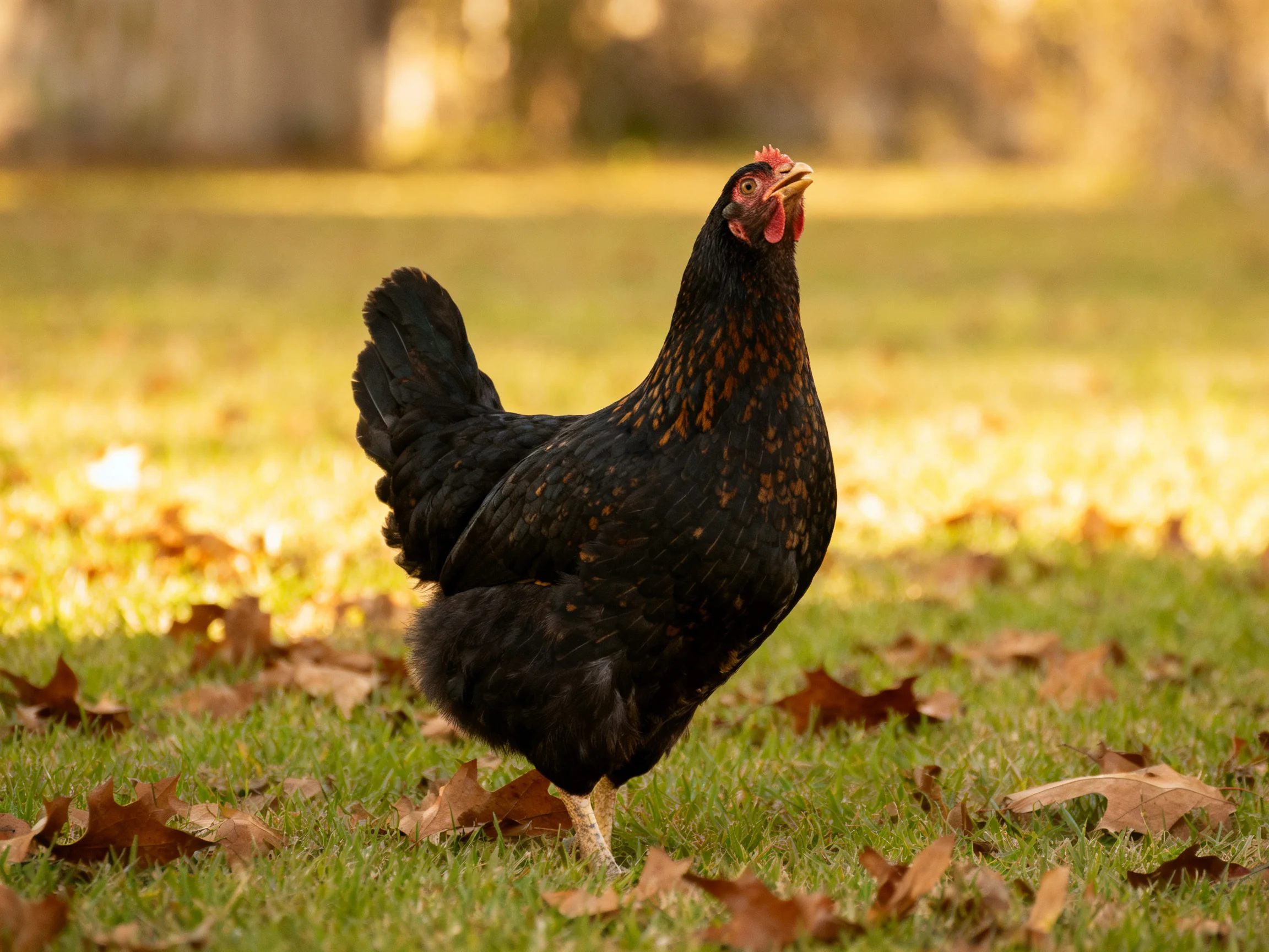 A black hen with brown markings roams a grassy area dotted with fallen leaves.