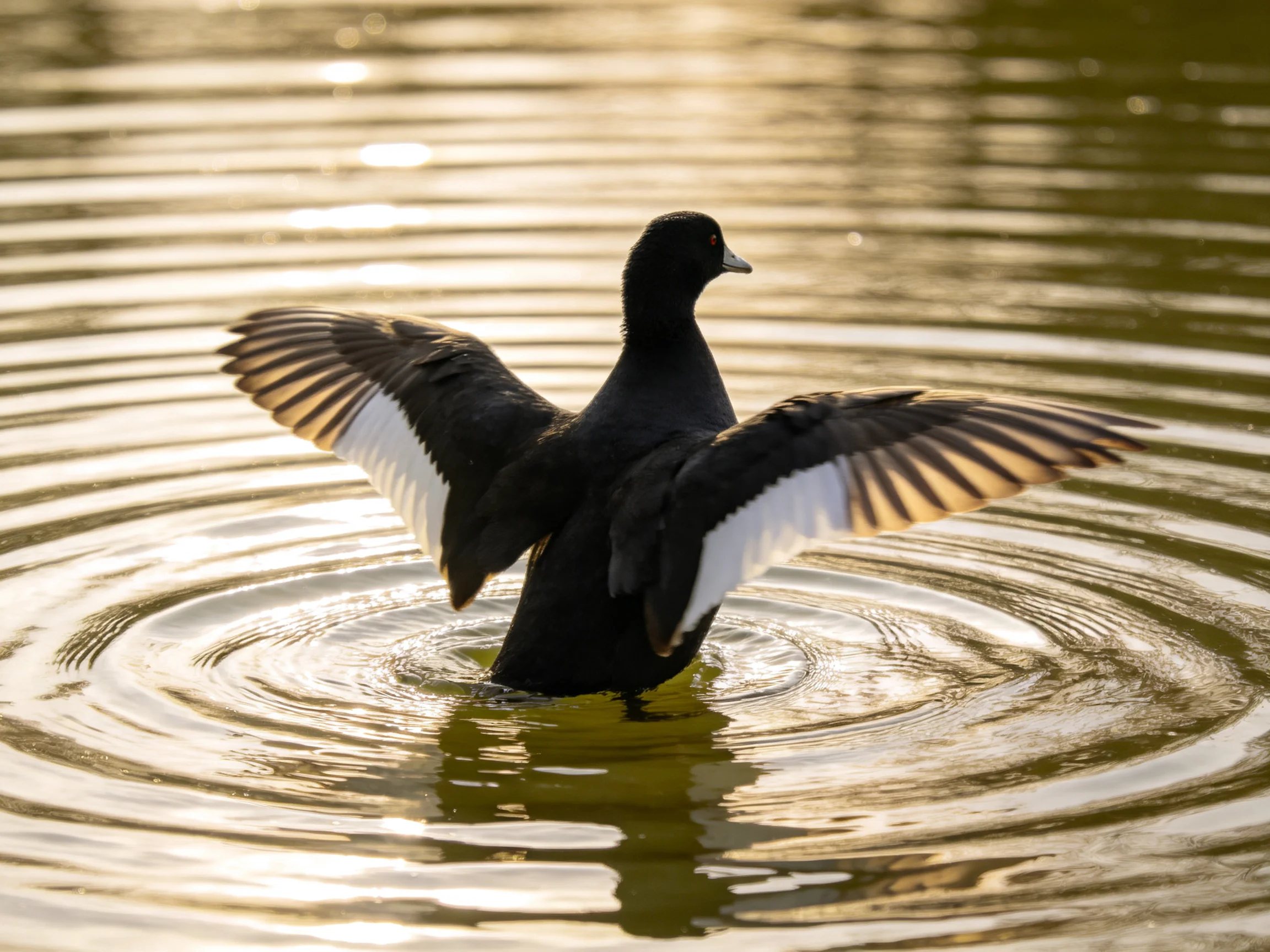 Black waterbird spreading wings in sunlit rippled golden water
