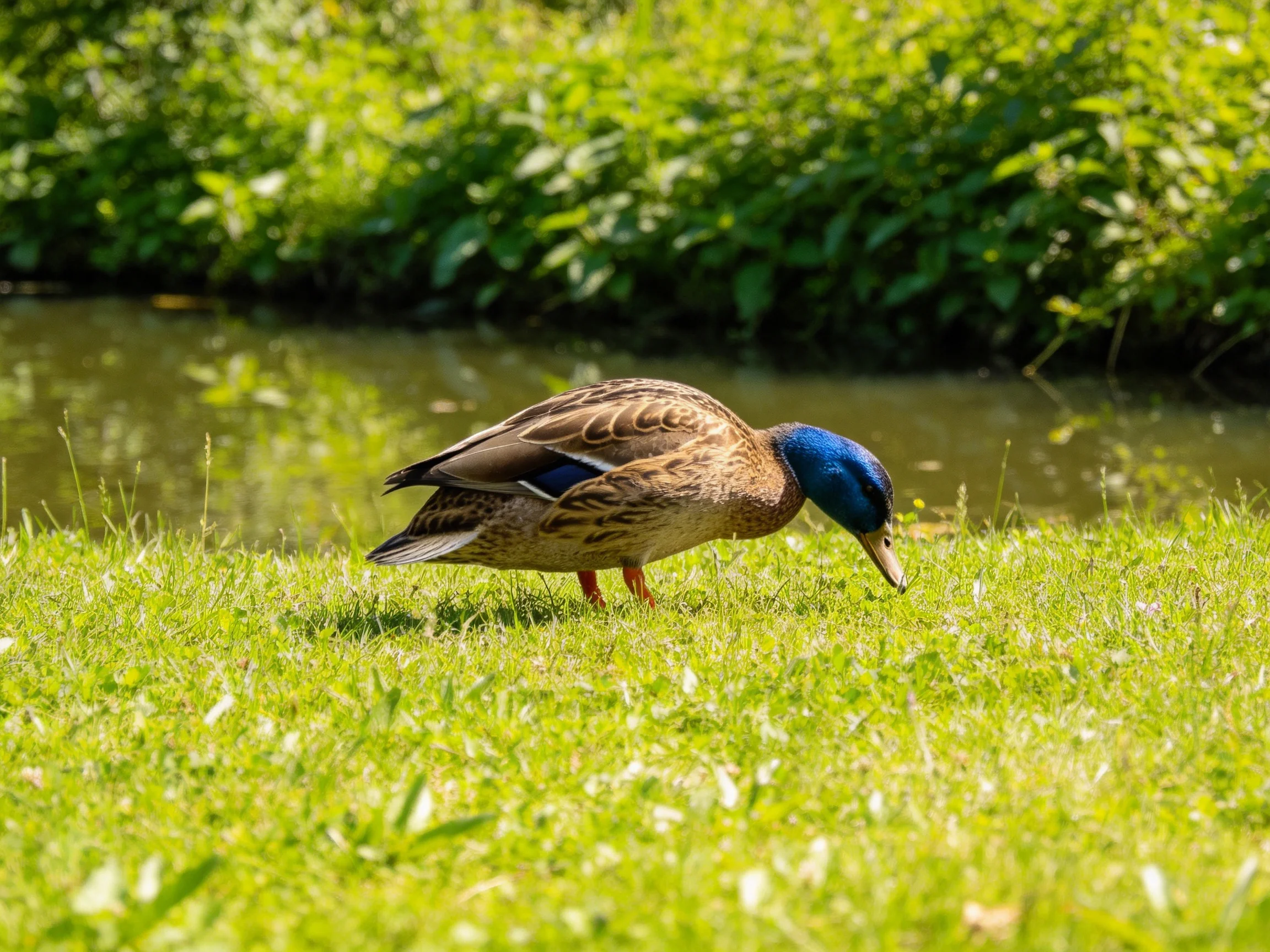 Blue-headed duck foraging on lush green grass by a calm waterway
