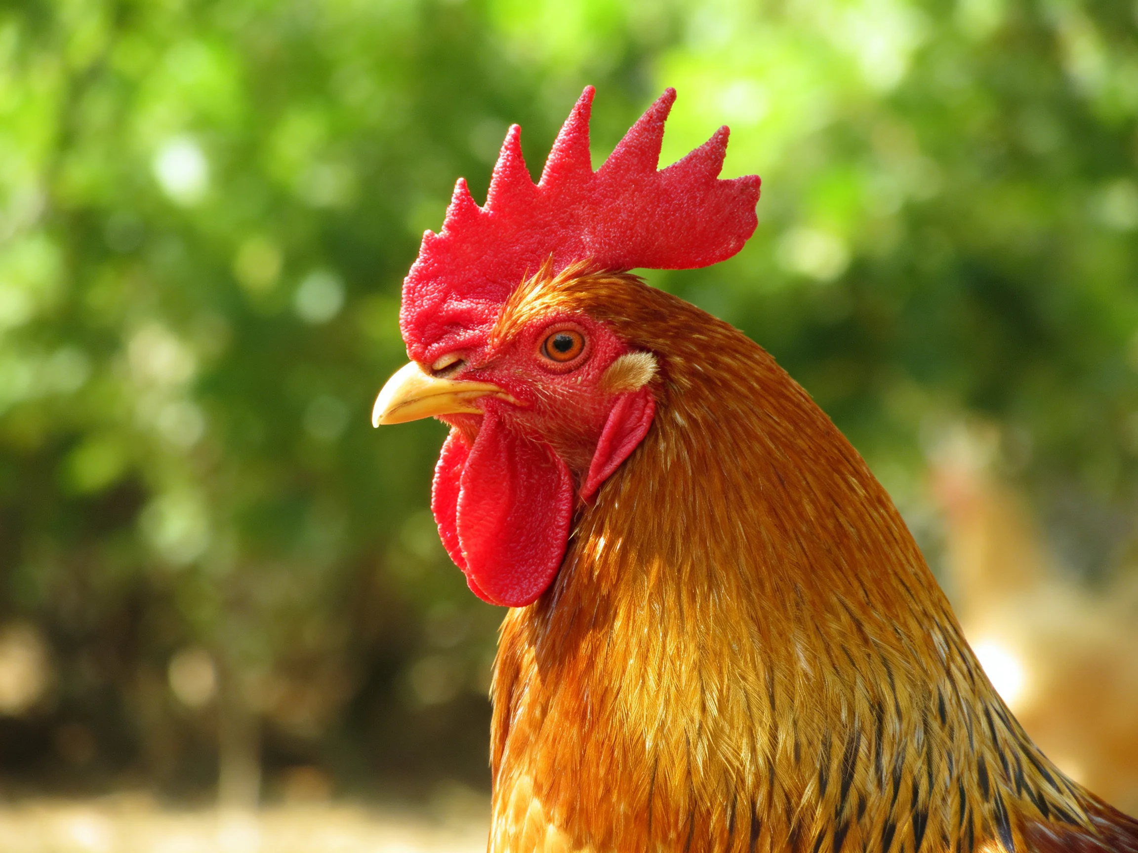 Bright red-combed rooster with golden plumage in sunlit greenery