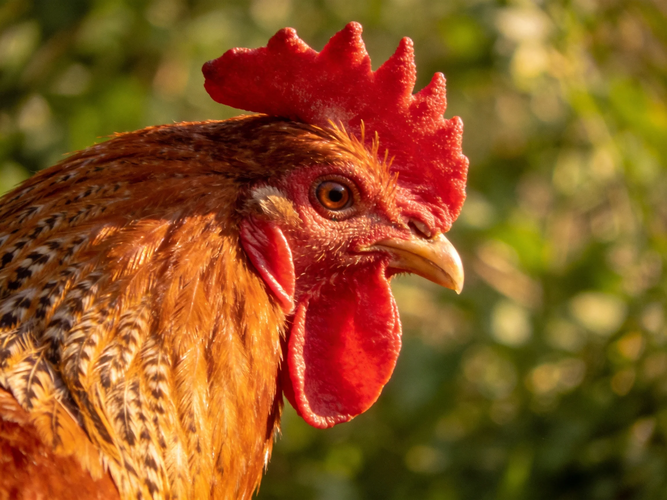 Bright red-combed rooster with intricately patterned brown feathers