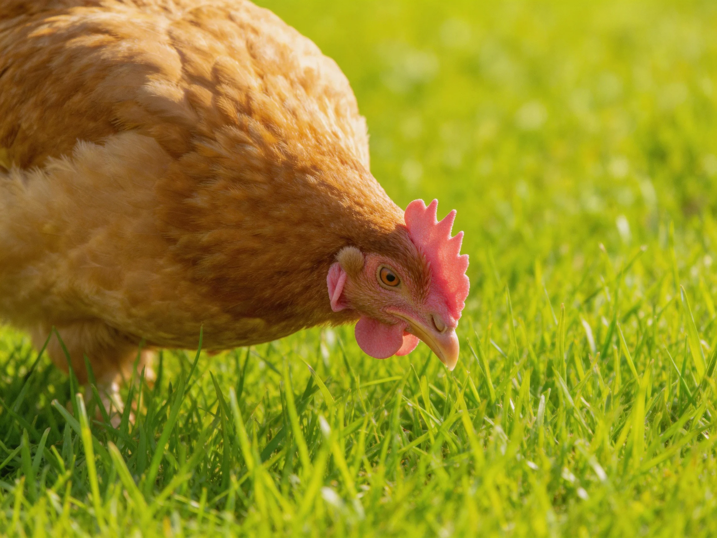 Brown chicken with pink comb foraging in lush green grass