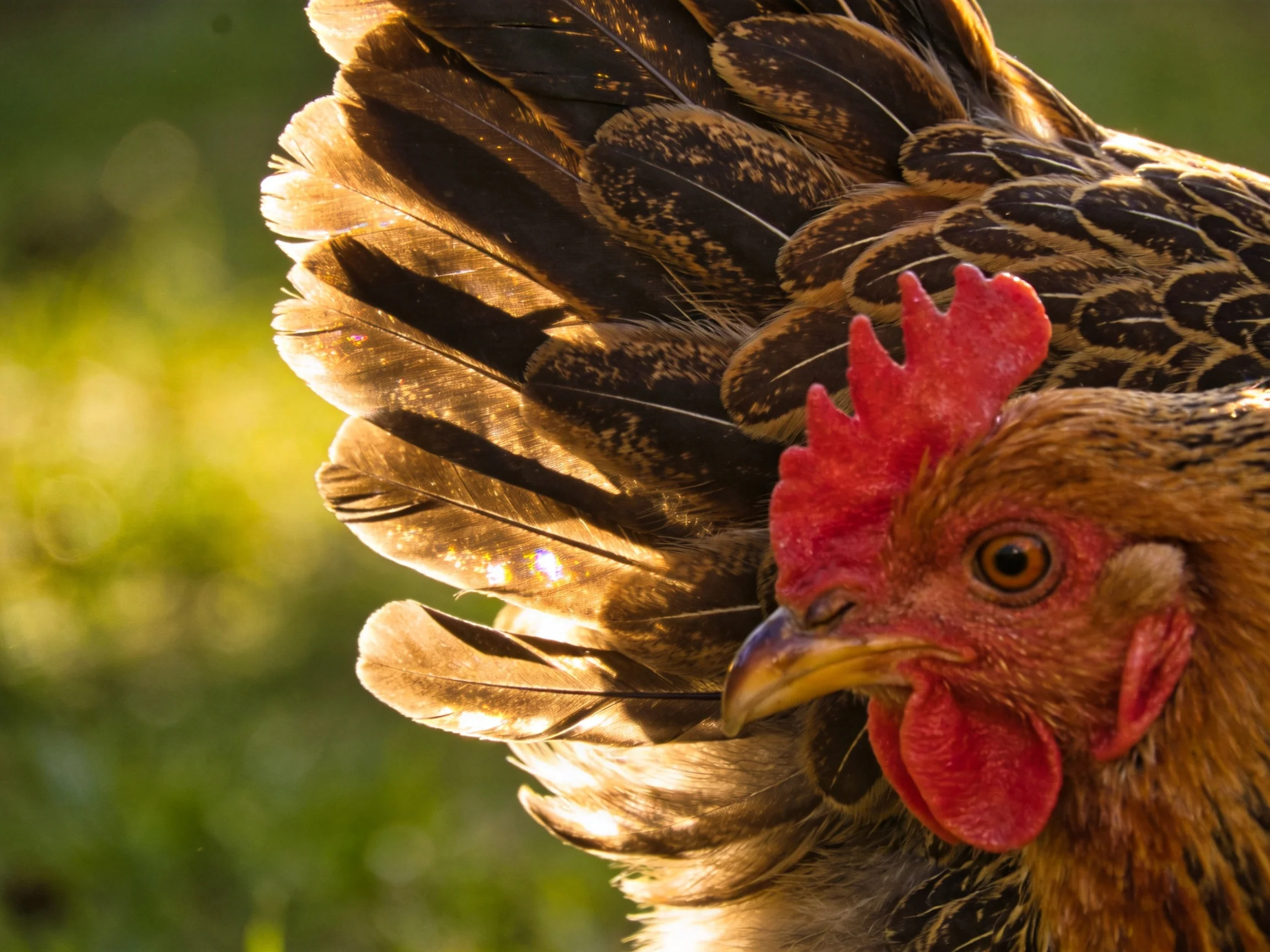A close-up of a brown-feathered chicken featuring a bright red comb