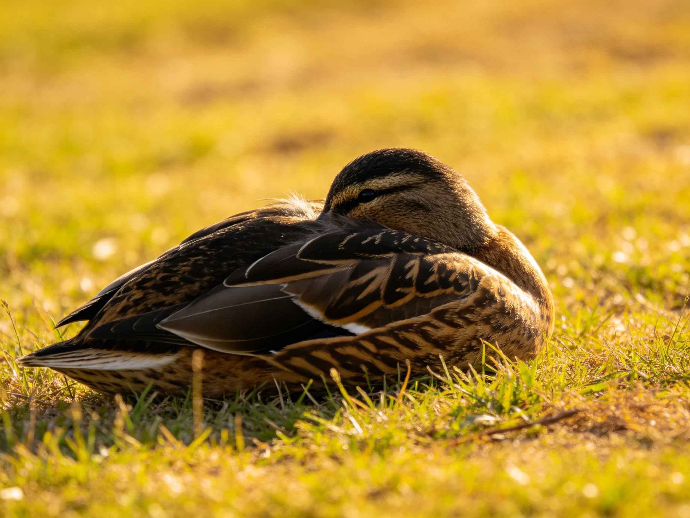 Brown-feathered duck rests on golden-green grass