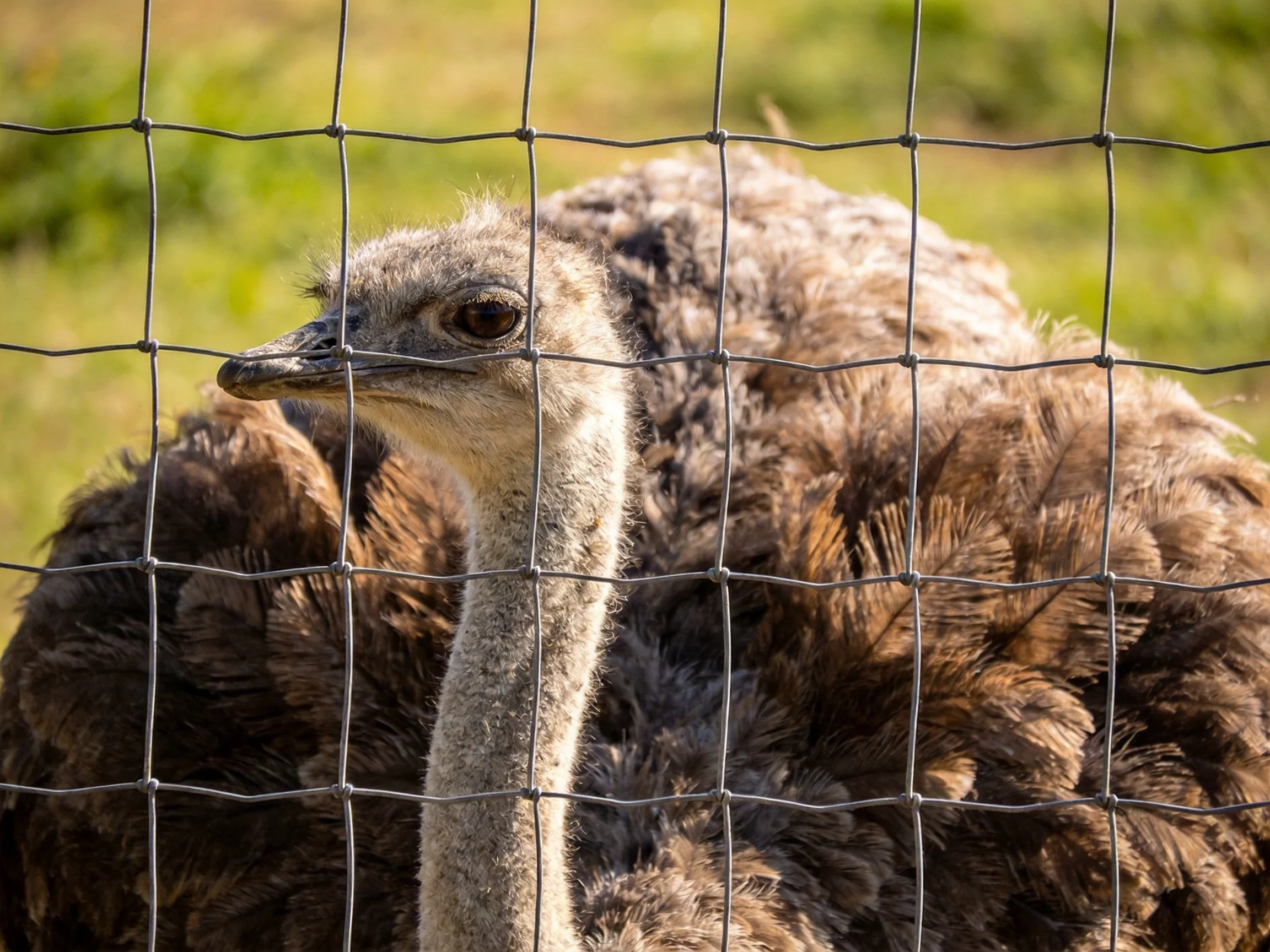 Brown-feathered ostrich near a metal wire fence in an outdoor setting