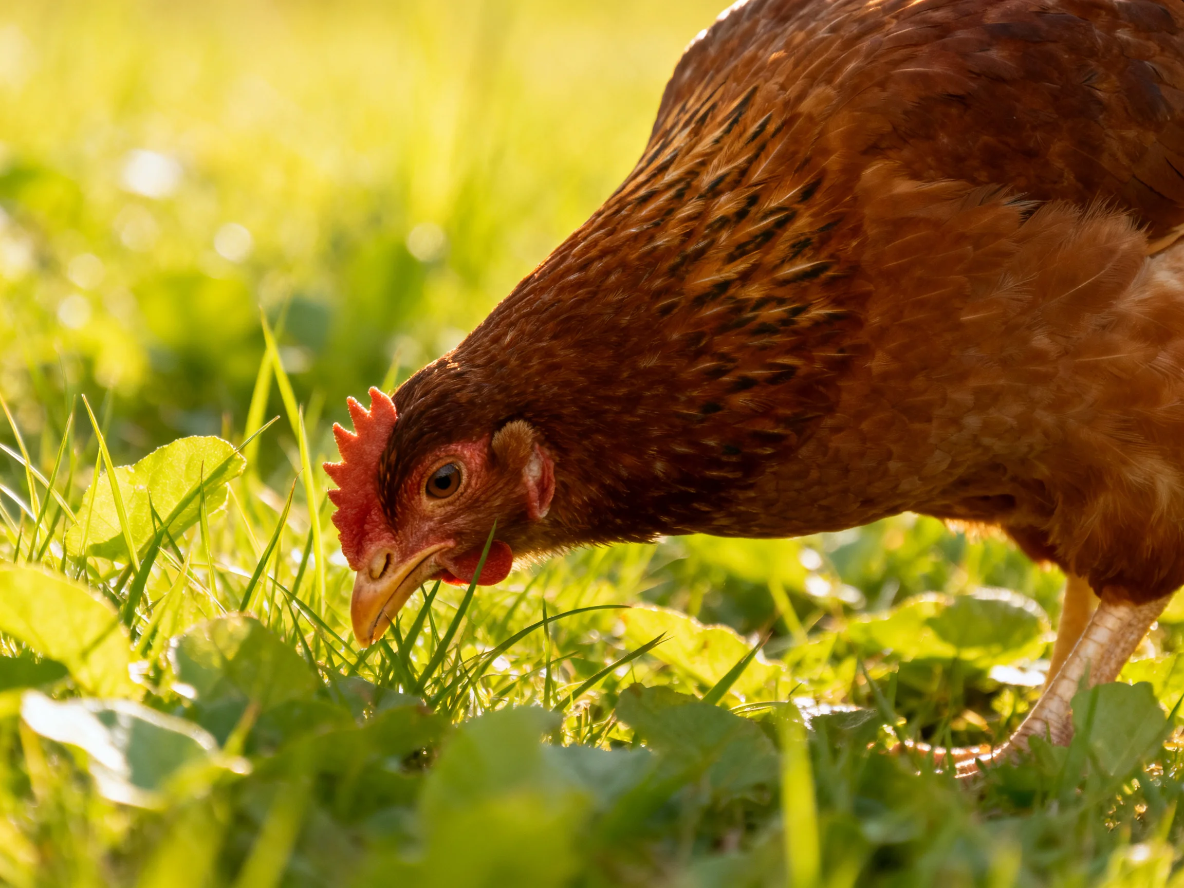 Brown hen foraging in sunlit meadow with lush green grass