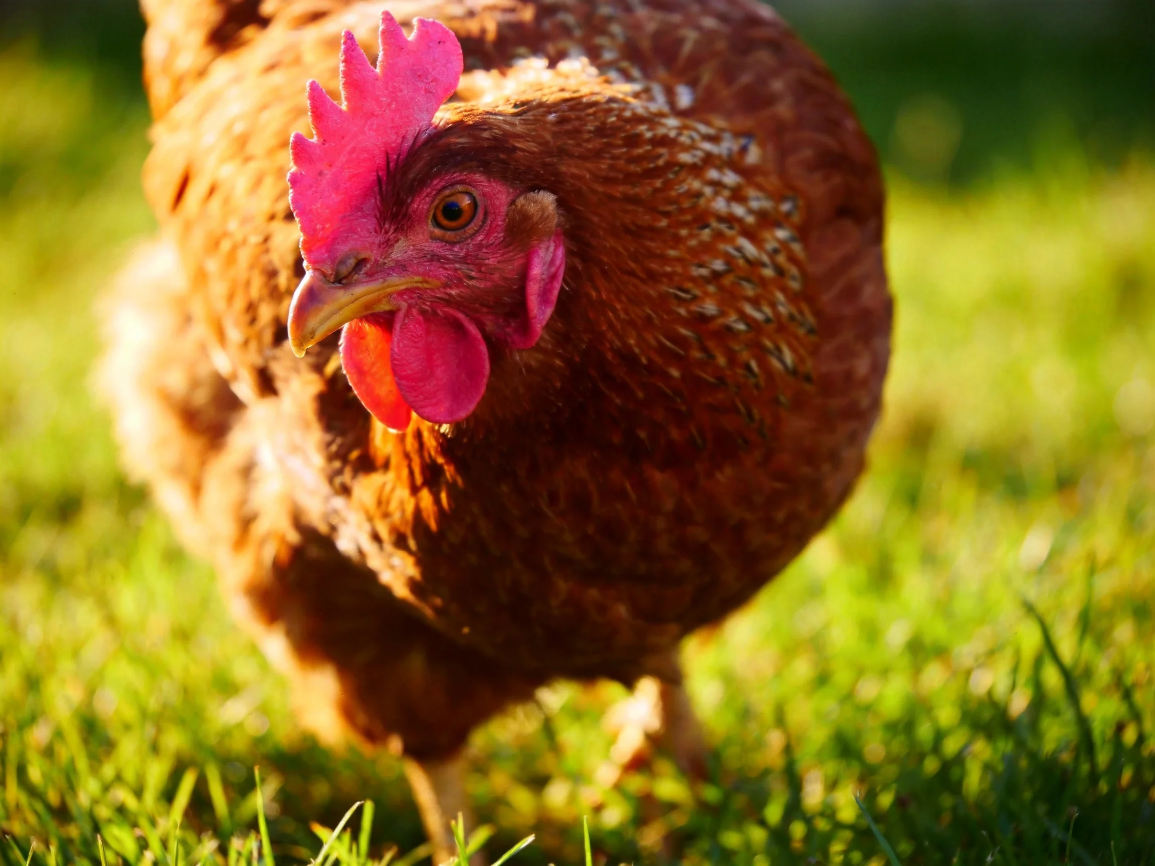 Brown hen with vivid pink comb foraging on sunlit grass