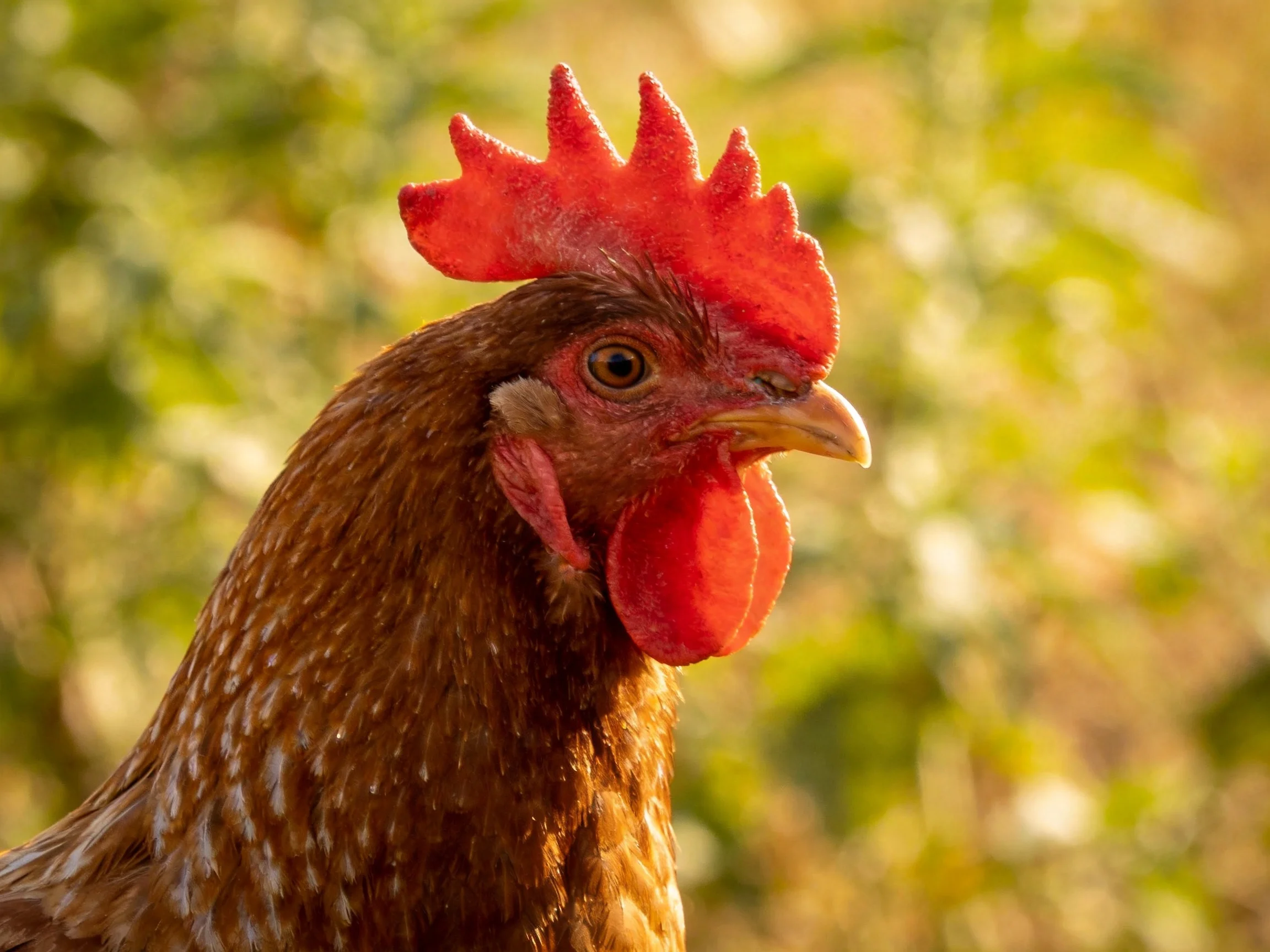 Brown speckled chicken with vibrant red comb and wattle