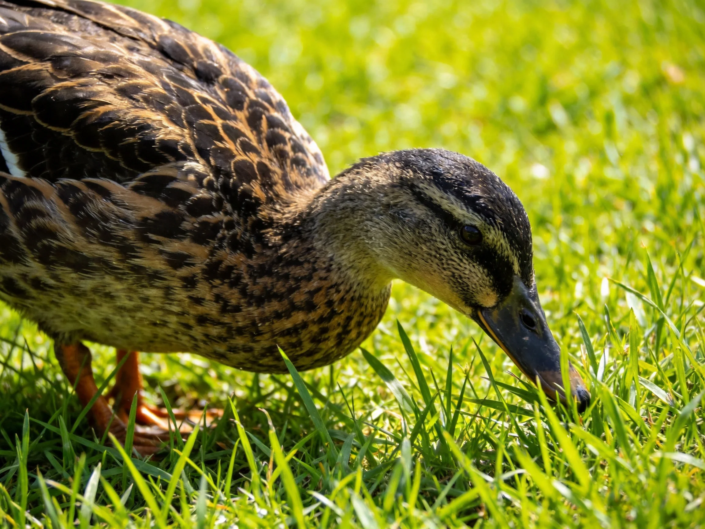 Brown-speckled duck foraging in lush green grass
