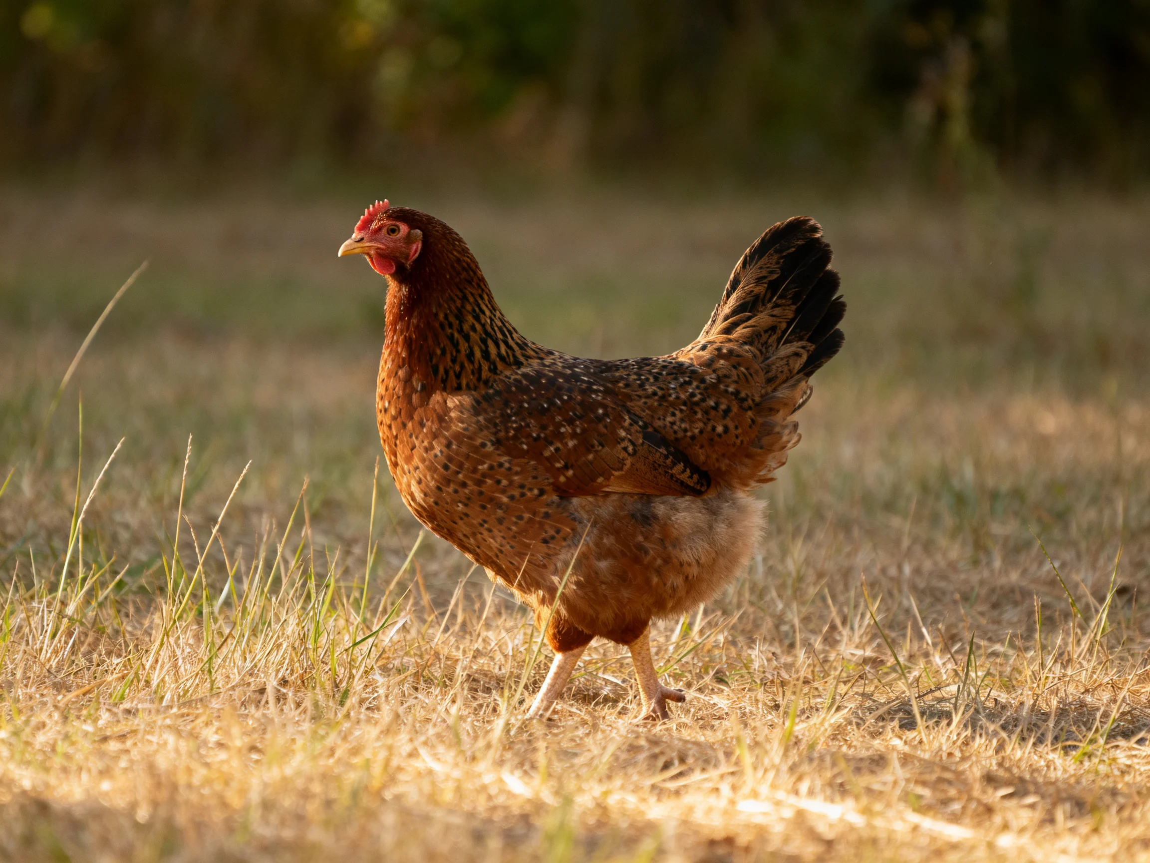 Brown-speckled hen roams sunlit dry grass